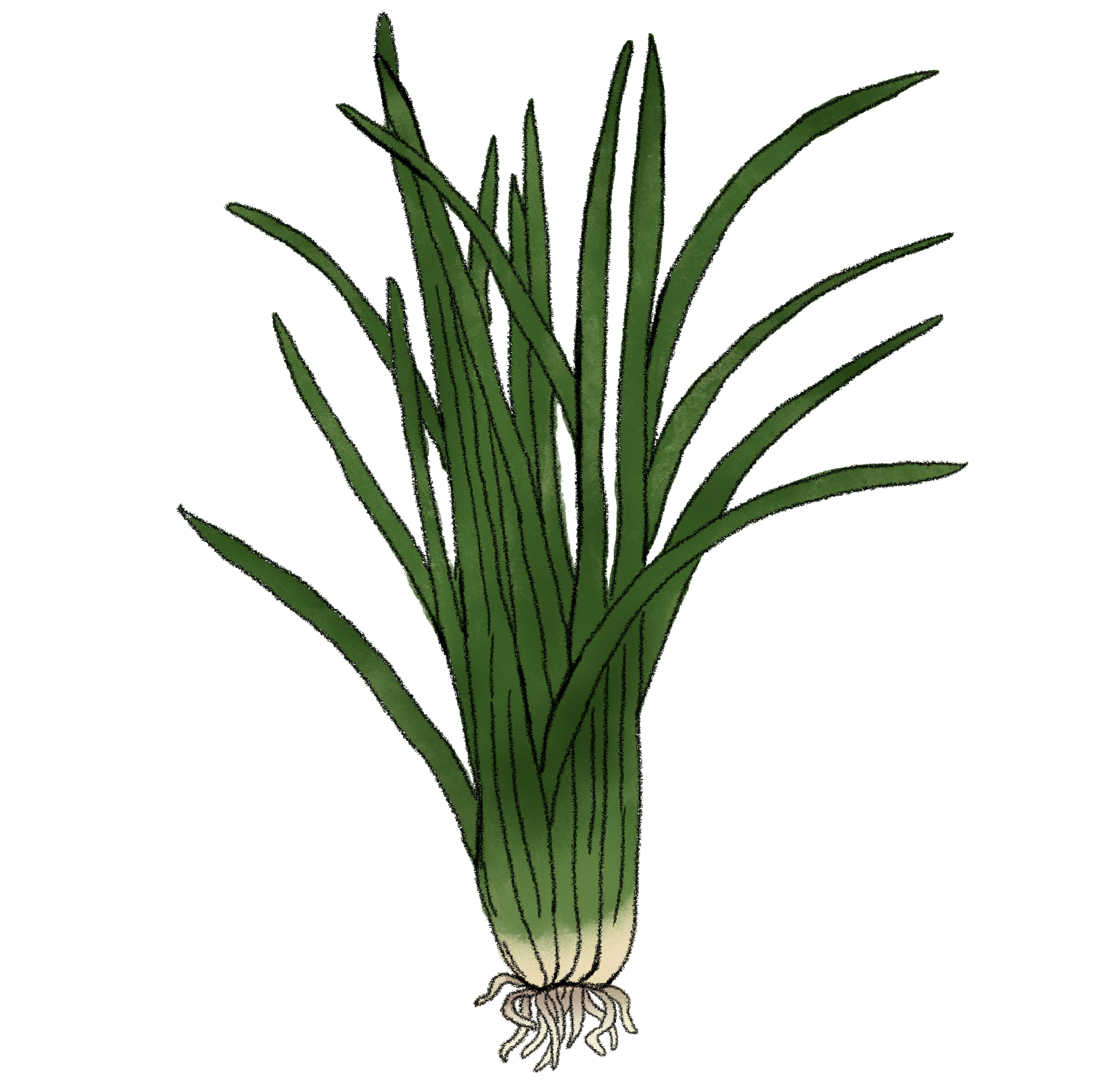 Vetiver copy.png