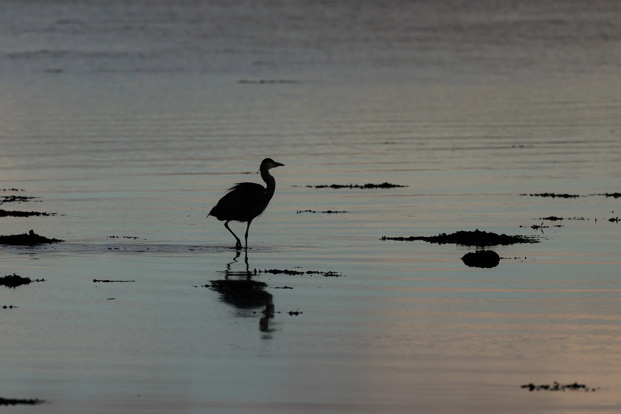 A silhouette of a heron standing in shallow water near the shore at sunset or sunrise, with the water reflecting the bird and the sky.