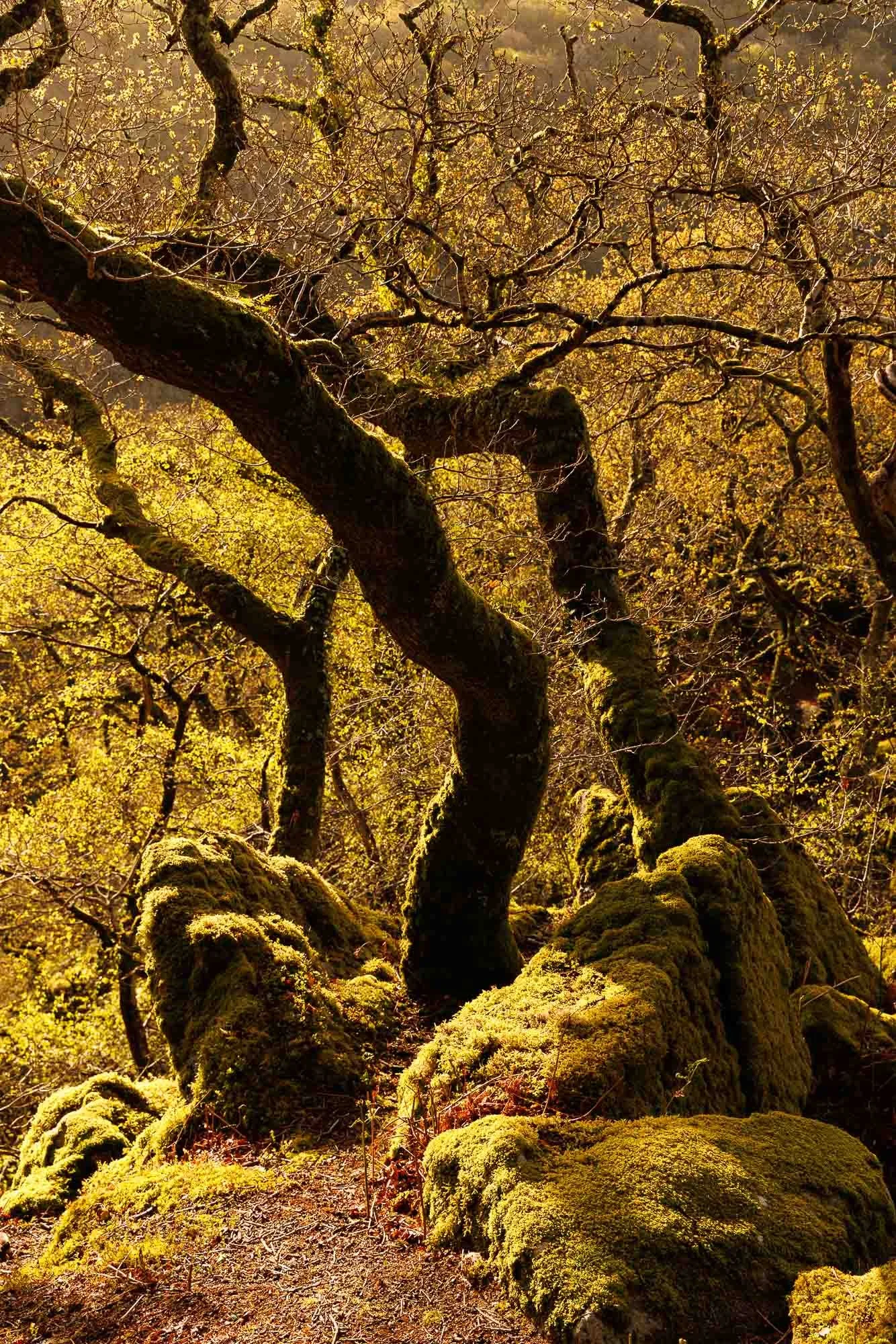 A moss-covered, twisted tree with gnarled branches in a forest with yellow leaves and sunlight filtering through the canopy.