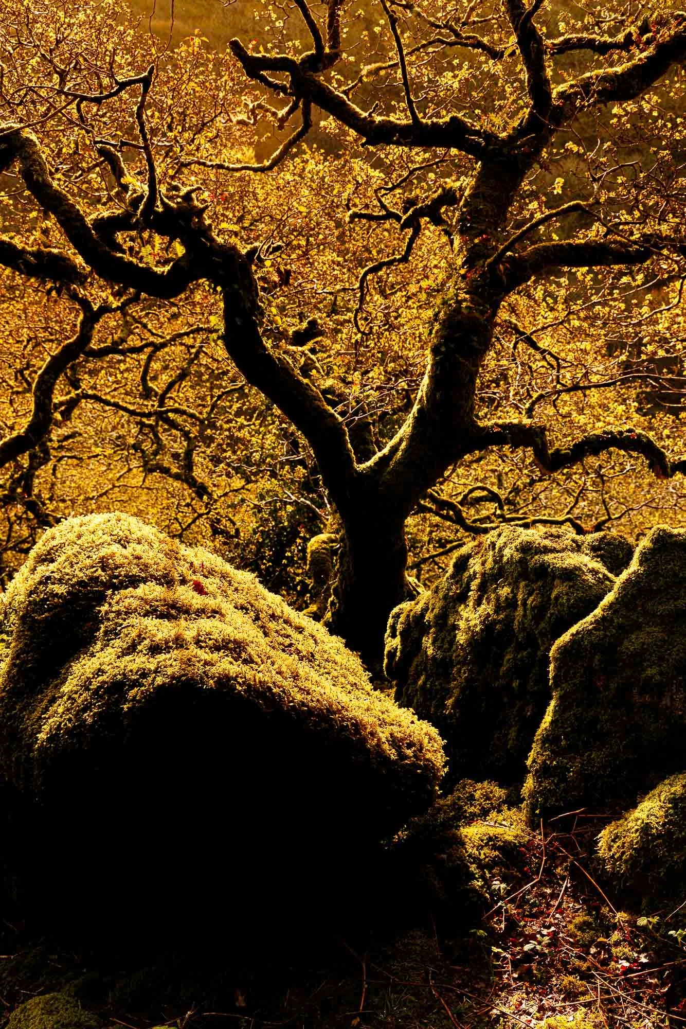 A dense forest with large moss-covered rocks in the foreground and a tall, twisted tree with yellowish leaves in the background.