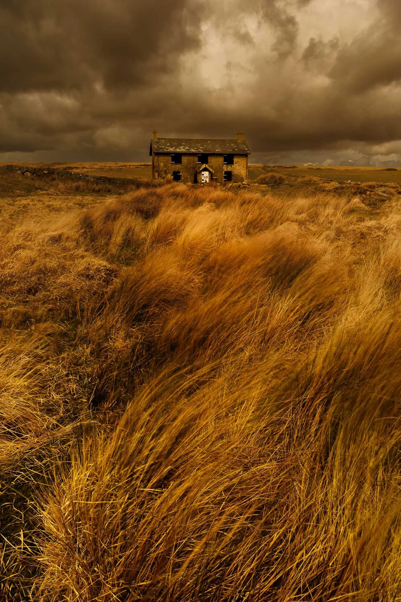 An old Dartmoor house sits in the middle of tall, moody golden grass under a dark, cloudy sky.