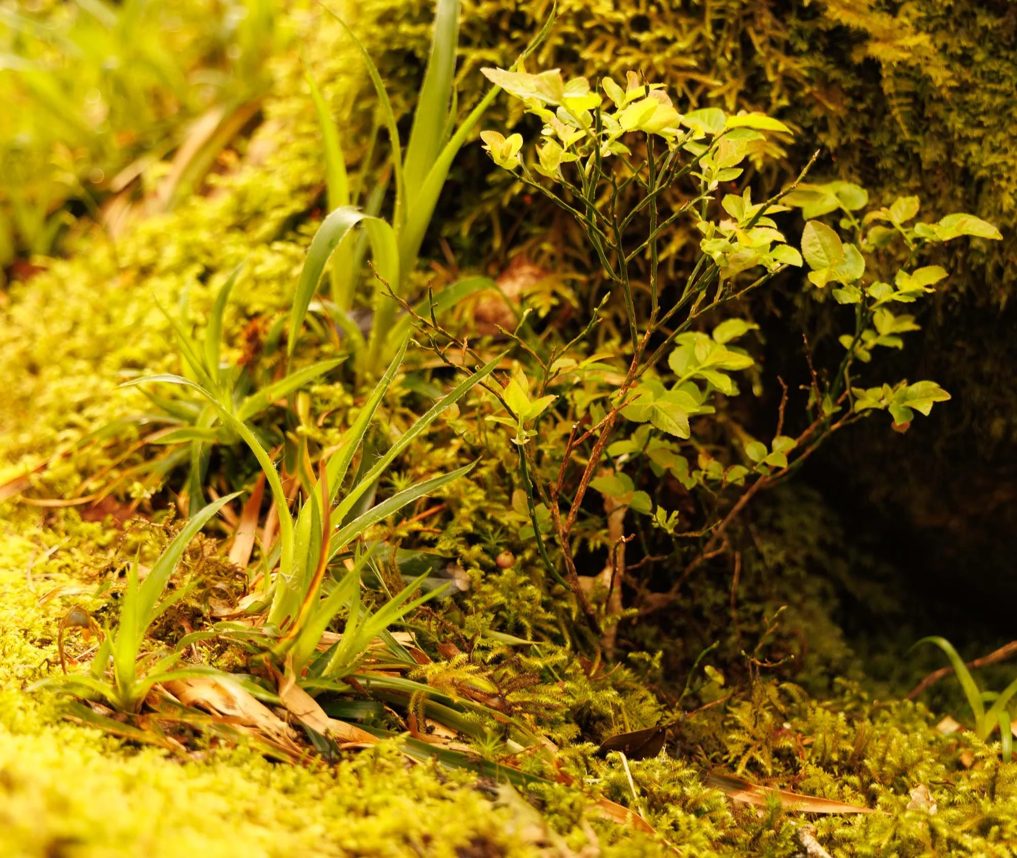 Close-up of green moss, grass, and small leafy plants growing on a surface, with a dark opening in the background.