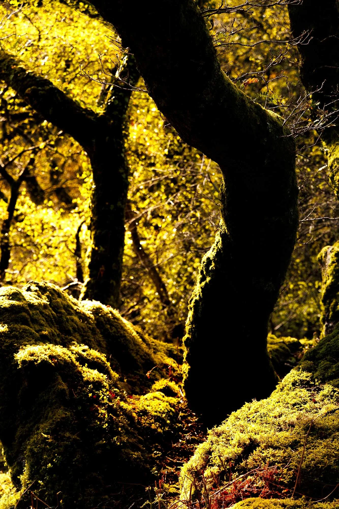 A close-up of moss-covered tree trunks and branches in a forest with golden sunlight filtering through the foliage.