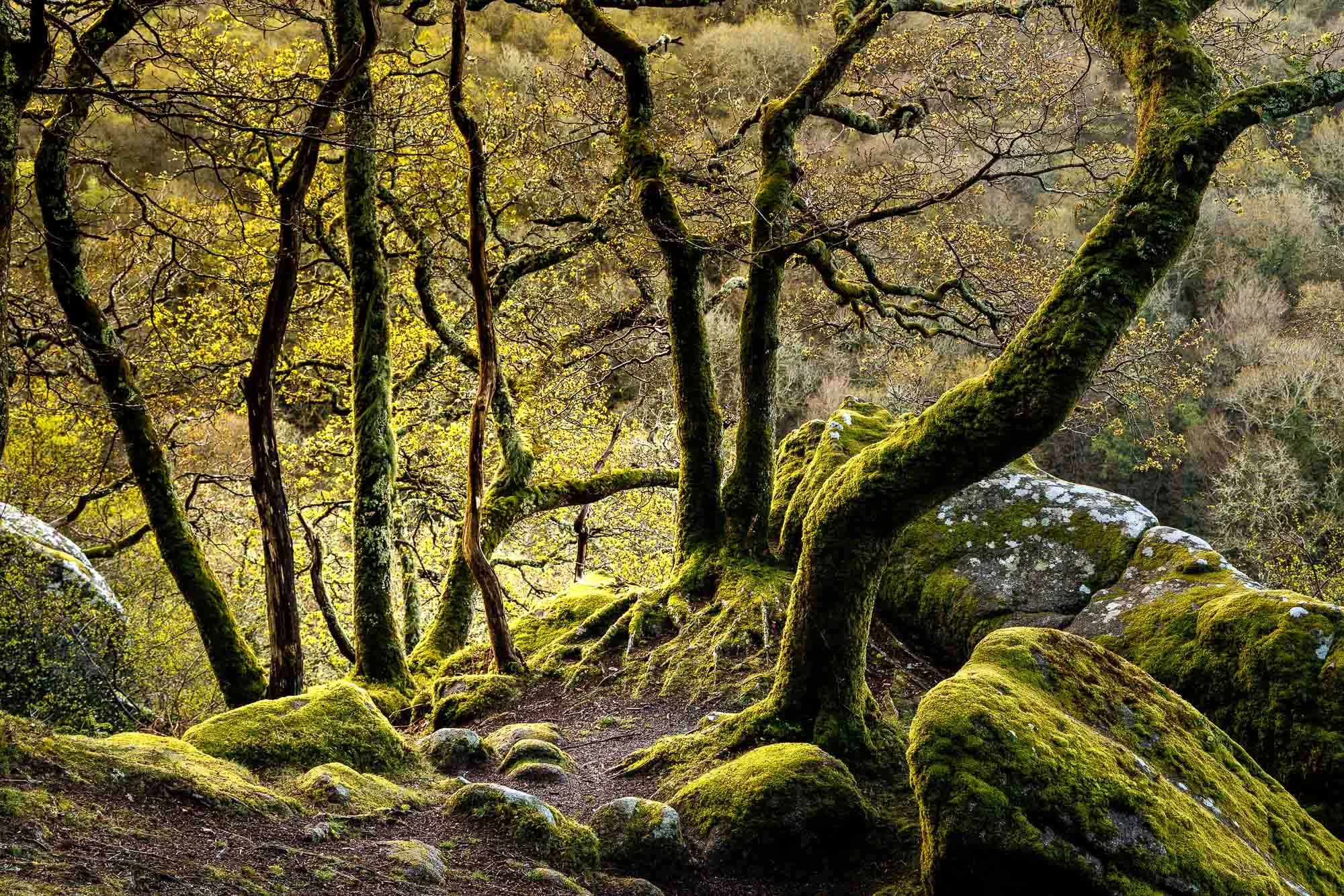 A moss-covered tree in Dartmoor with twisted branches growing on large rocks in a forest setting, sunlight filtering through the leaves.