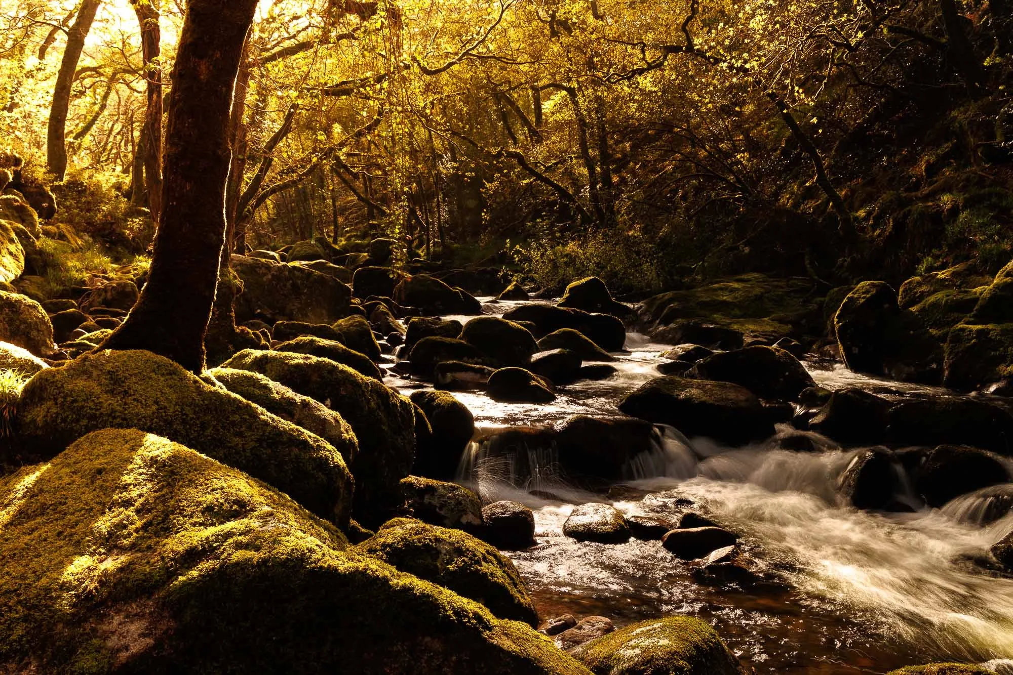 A peaceful forest scene with a flowing river, large moss-covered rocks, and trees with yellow leaves, bathed in warm sunlight.