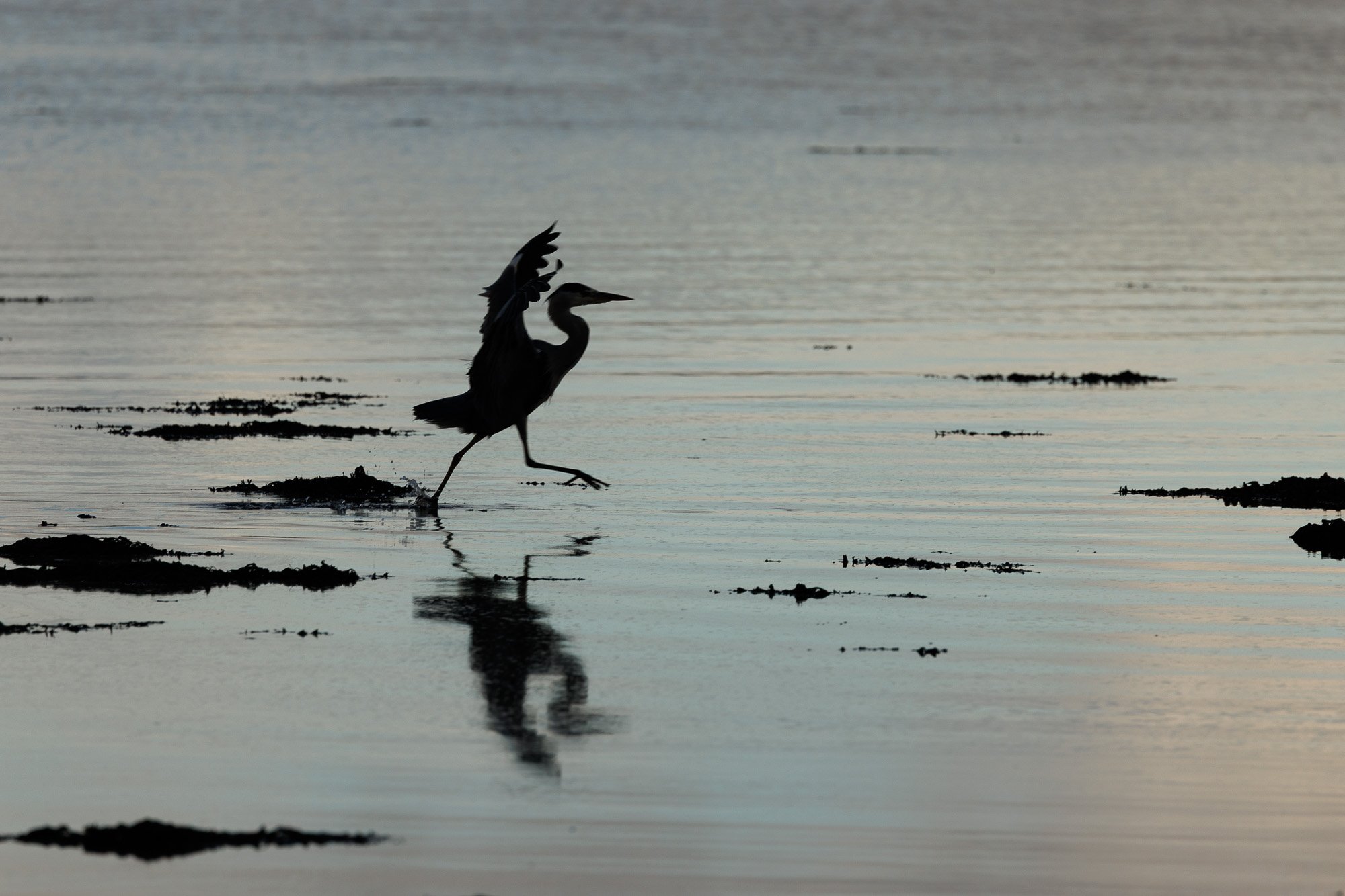 A silhouette of a heron walking in shallow water with its reflection visible, gentle ripples, and small patches of land or rocks.