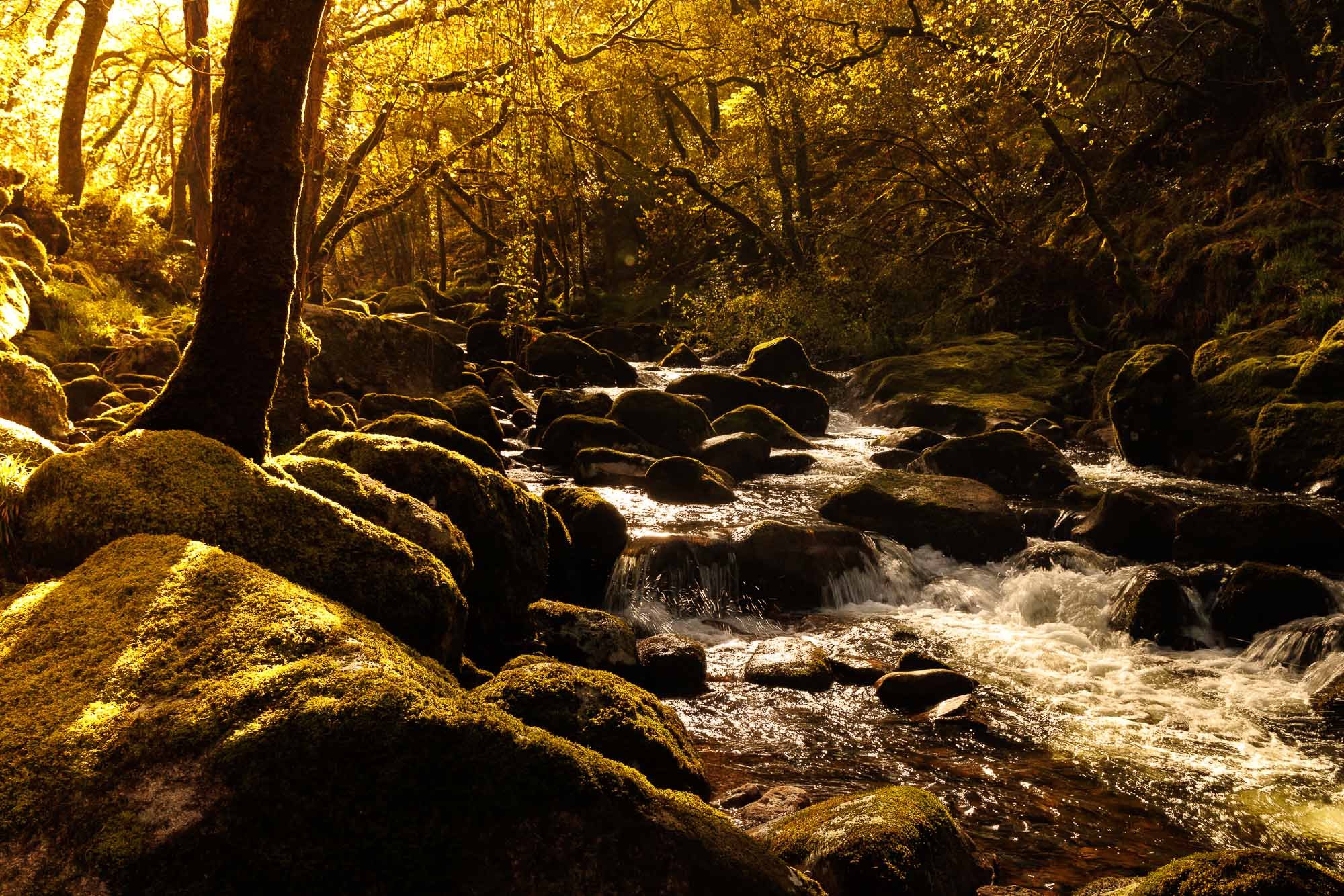A tranquil forest scene with a small rushing stream flowing over moss-covered rocks, surrounded by trees with golden leaves.
