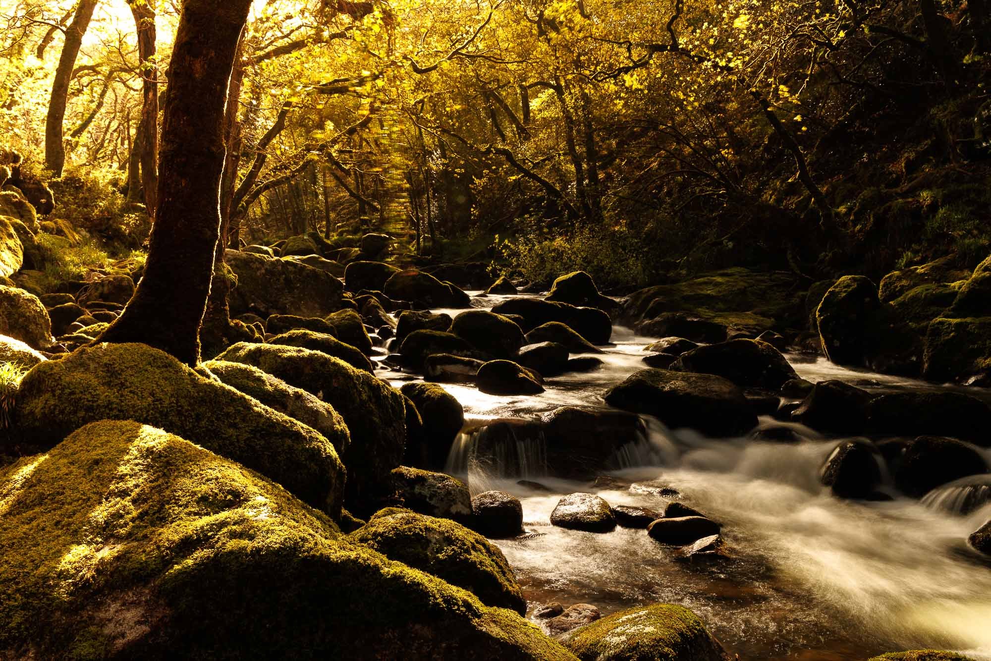 A serene forest scene with a river flowing over moss-covered rocks, surrounded by trees with golden autumn leaves, illuminated by warm sunlight.