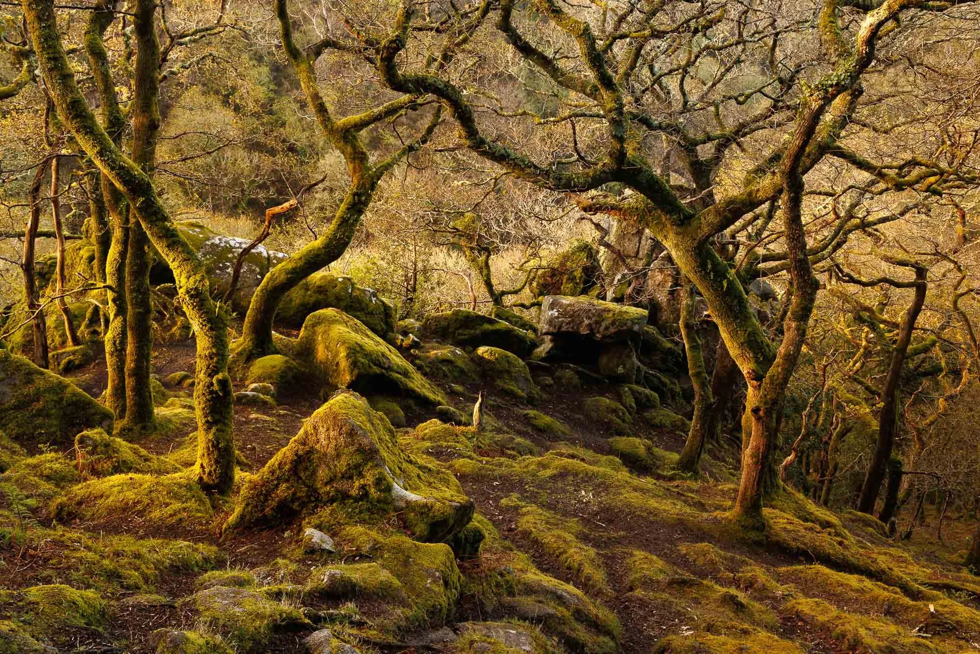 Moss-covered rocks and twisted gnarled trees in a Dartmoor forest with warm golden lighting.