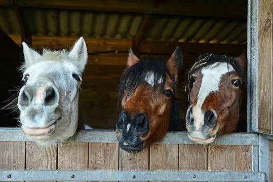 Decoding the Bond: How Animal Communication Can Deepen Your Relationship with Your Pet