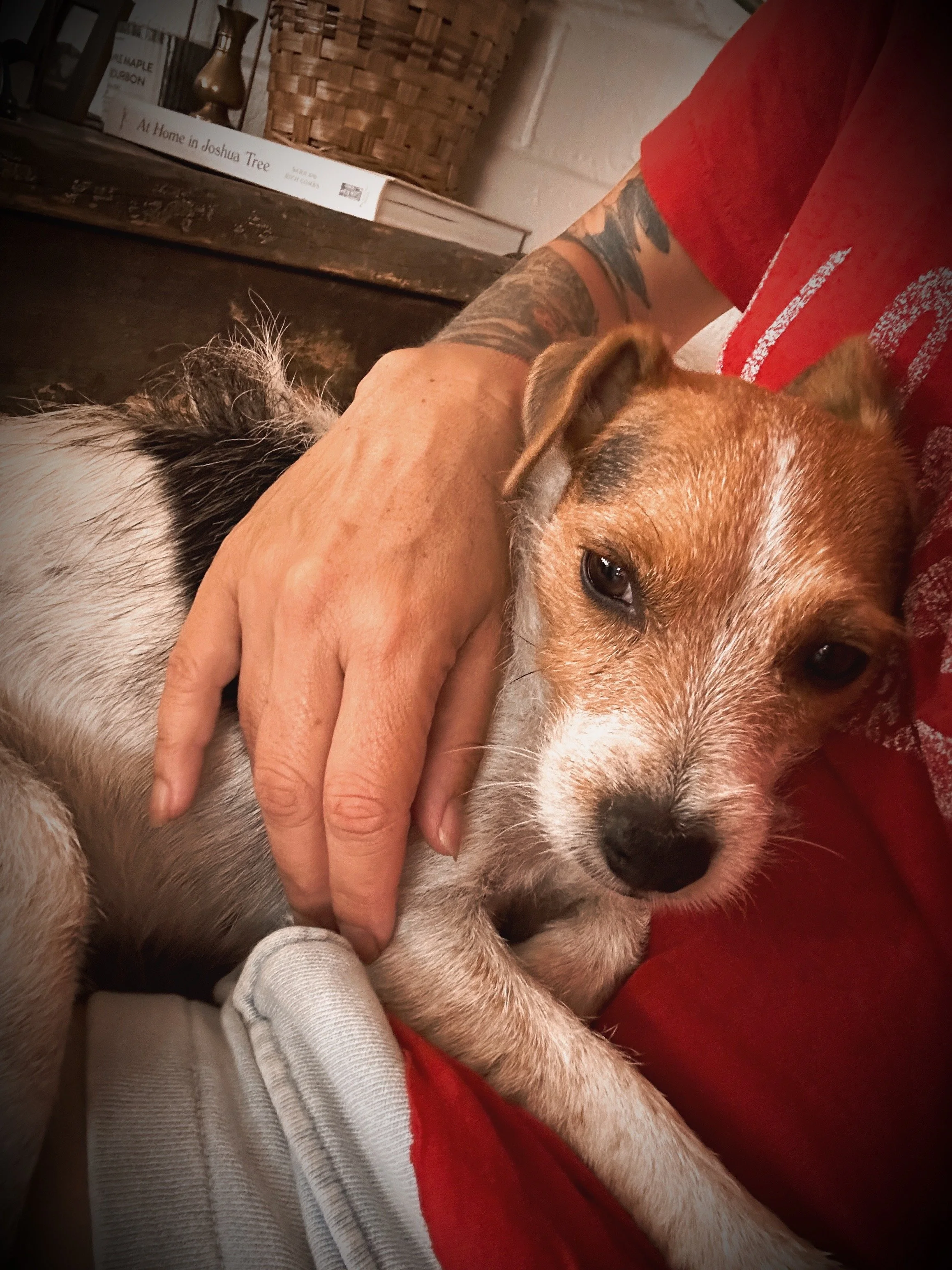 An intuitive animal communicator providing a living pet reading and behavioral connection for a dog owner online.