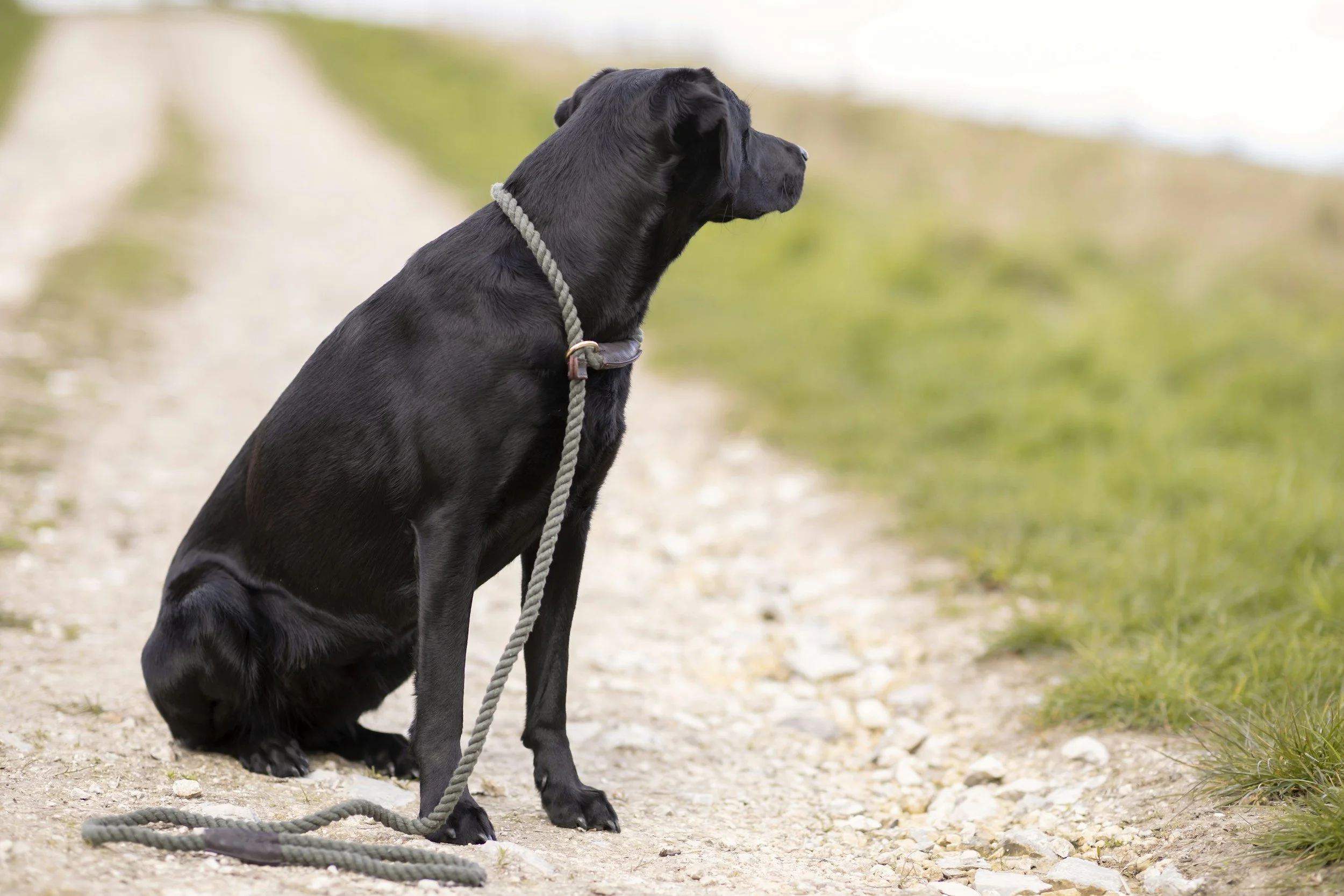 Slip Leads: Useful Tool or Training Shortcut? What the Evidence Actually Tells Us