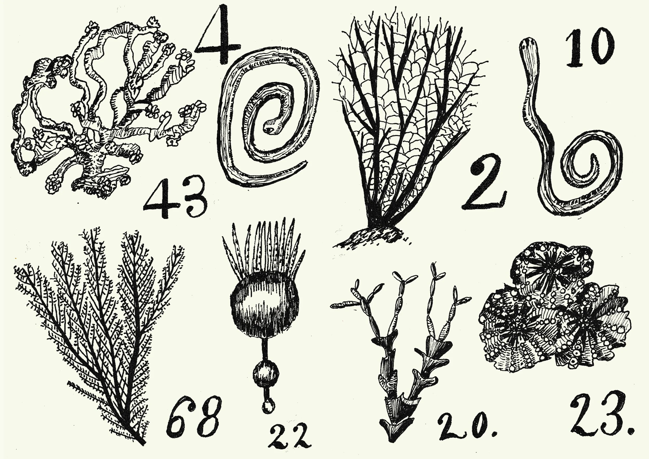 coral reduced.jpg