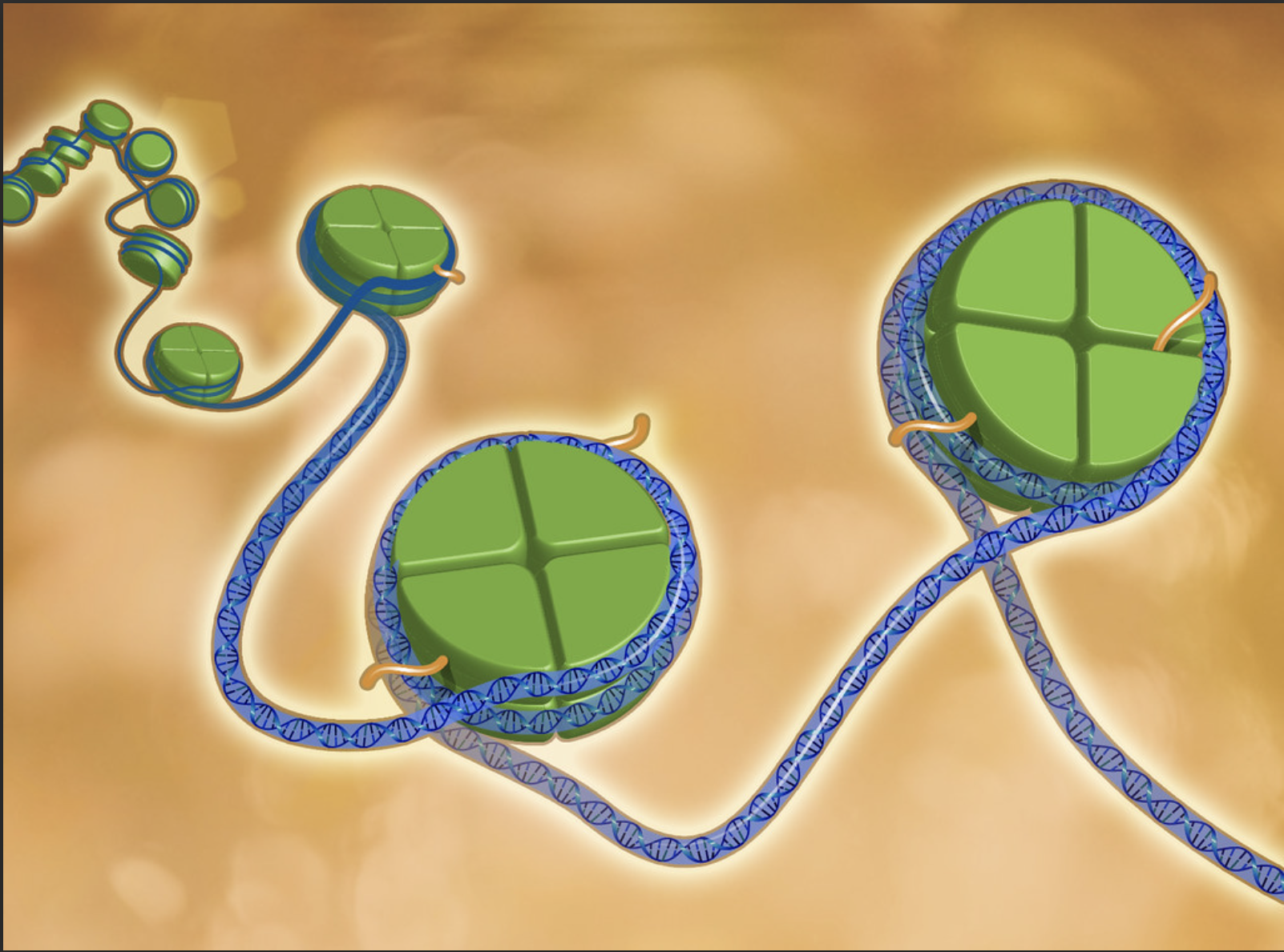 What is epigenetics? 