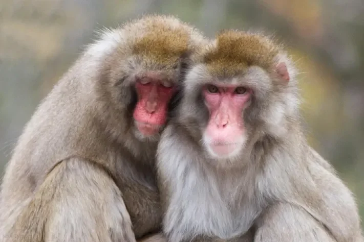 Homosexuality in Animals