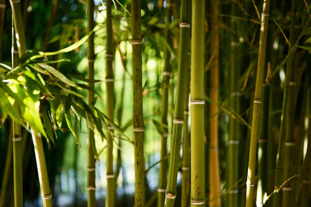 Bamboo: The Botanical Drama Queen
