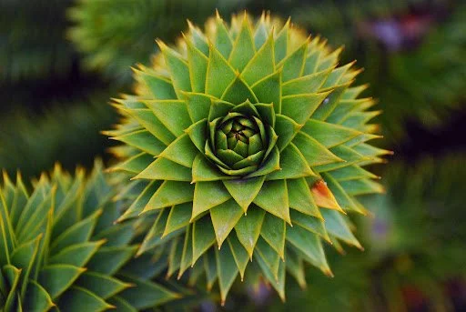 The Geometry of Wall Street: How Fractals and Chaos Theory Explain Market Volatility