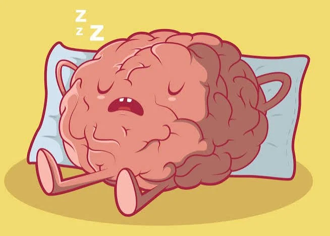 Cleaning the Brain: Why Sleep is Important for Life