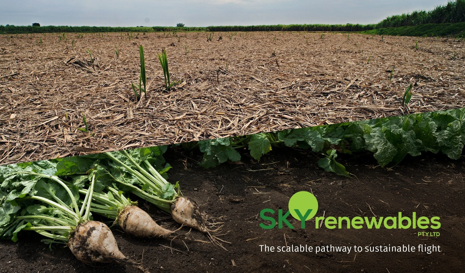 From Theoretical to Harnessable Feedstock for SAF