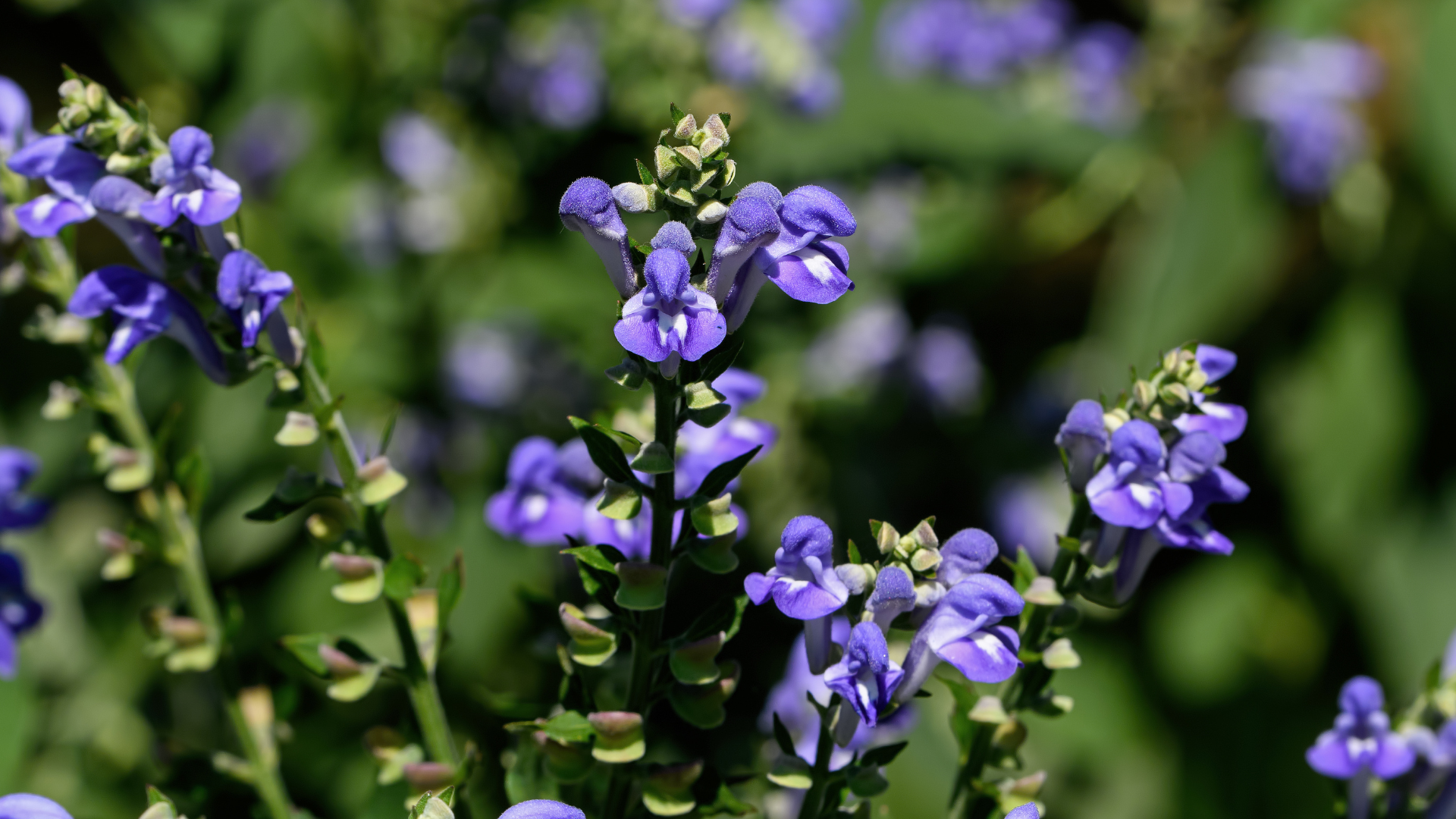 Herbal Support for Epilepsy: SKULLCAP🪻