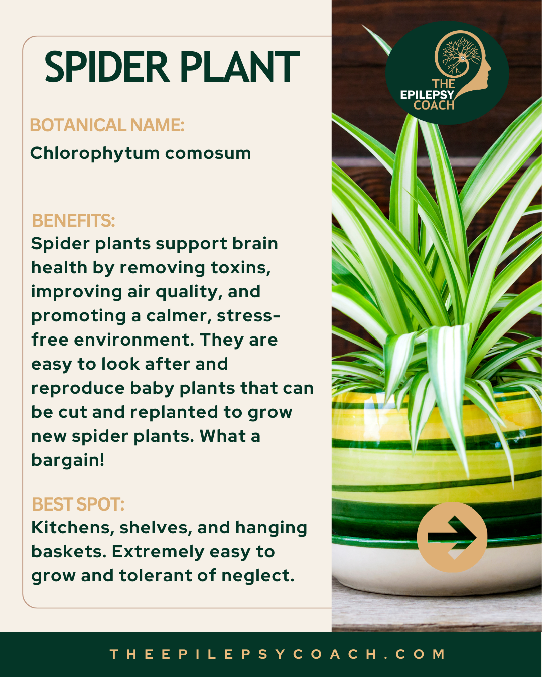 Spider Plant is a popular choice for improving indoor air quality, helping to reduce common airborne toxins while adding vibrant greenery to your space. It is easy to care for and propagates quickly through offshoots, allowing you to grow multiple pl