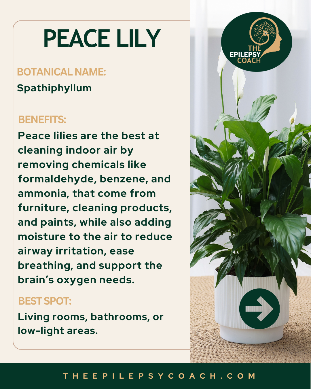 Peace Lily is one of the most effective houseplants for improving indoor air quality, helping to reduce common pollutants such as formaldehyde and ammonia, both known to be neurotoxic at certain levels. However, it can be relatively demanding to care