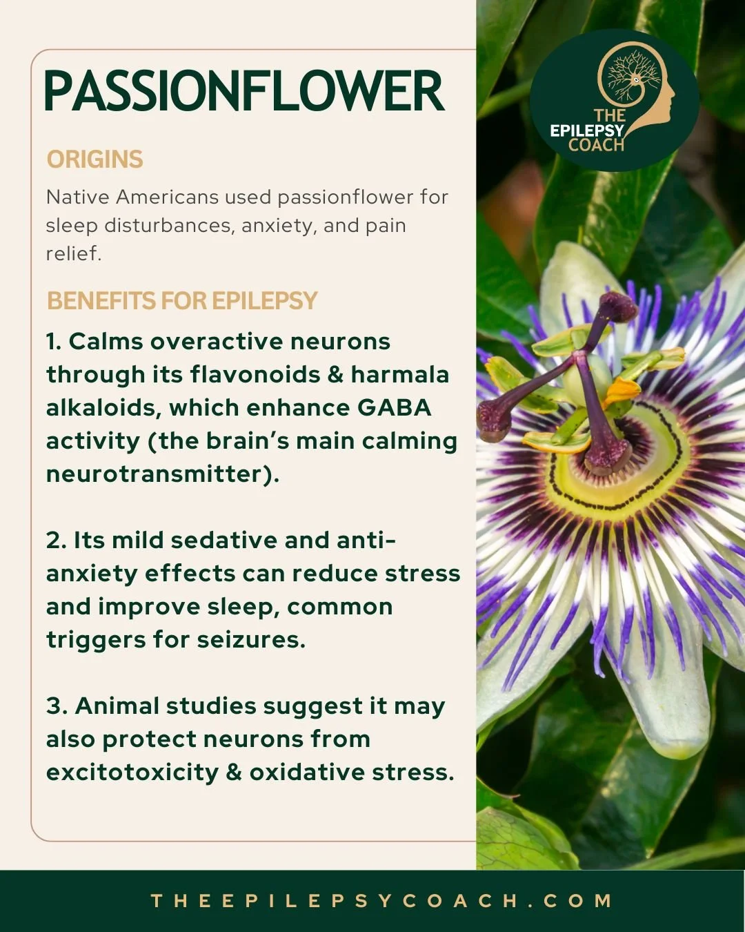 Tea N.O 2 - Passionflower for Epilepsy