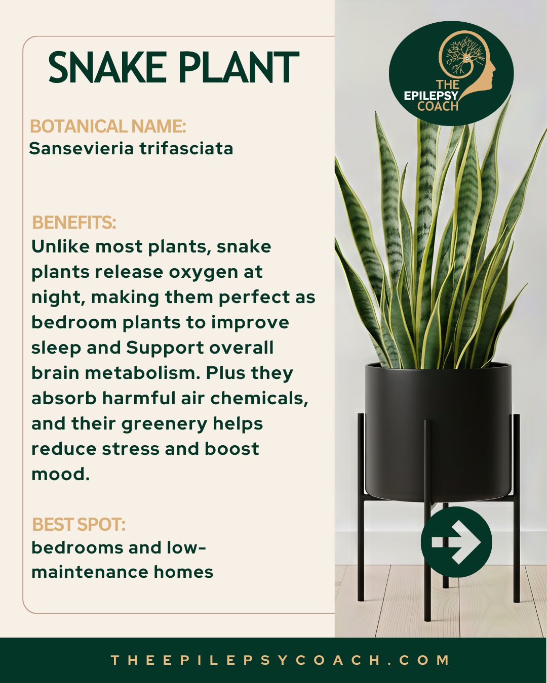 Snake Plant is unique in that it releases oxygen at night, making it well suited for bedrooms and supporting a fresher sleeping environment. It is also low-maintenance and resilient, making it an easy and attractive addition to a windowsill.