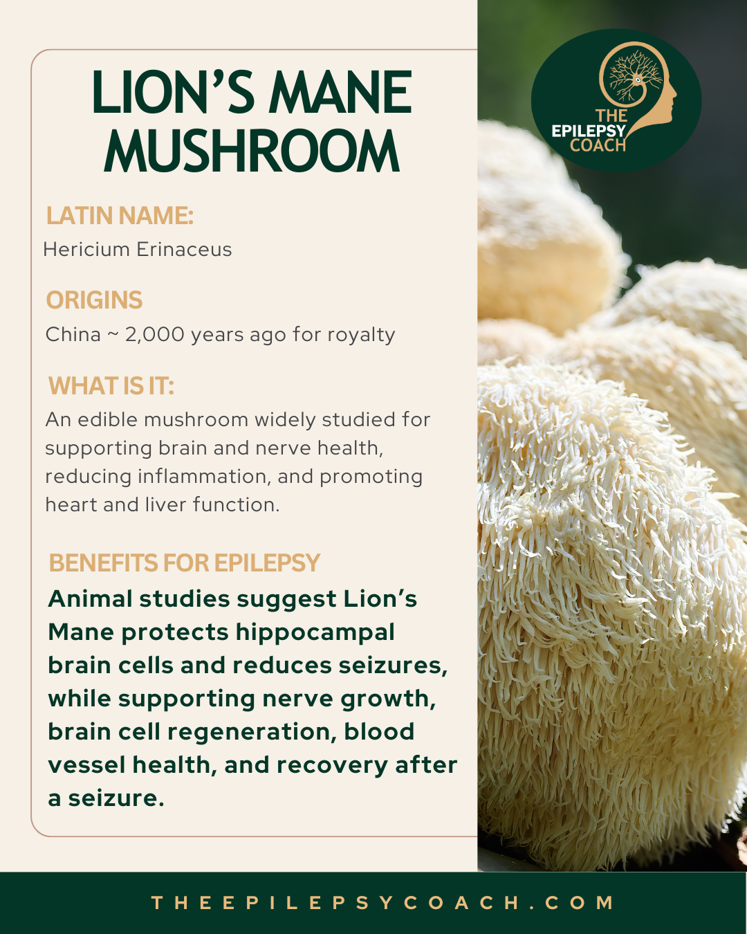 Lion’s Mane mushroom is obviously unique in appearance and supports nerve growth and protects neurons, offering a natural approach to enhancing cognitive function and resilience for those managing epilepsy.

Read my full article on Lion's Mane -https