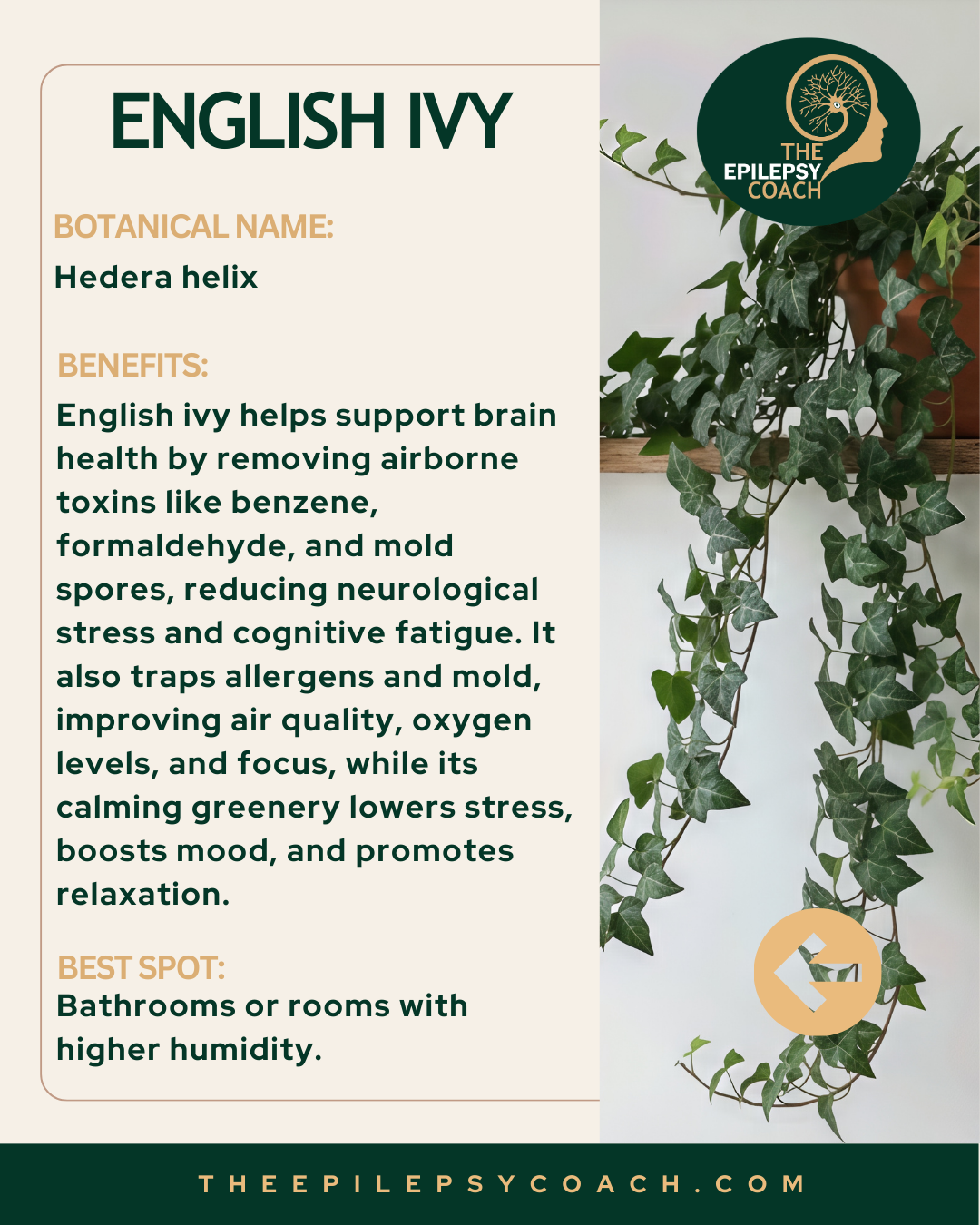 English Ivy is an attractive hanging plant that improves indoor air quality, supporting brain health by reducing airborne chemicals from toiletries and cleaners. It thrives in humid environments, making bathrooms an ideal spot to keep the air fresh a