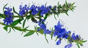 blue-hyssop.jpg