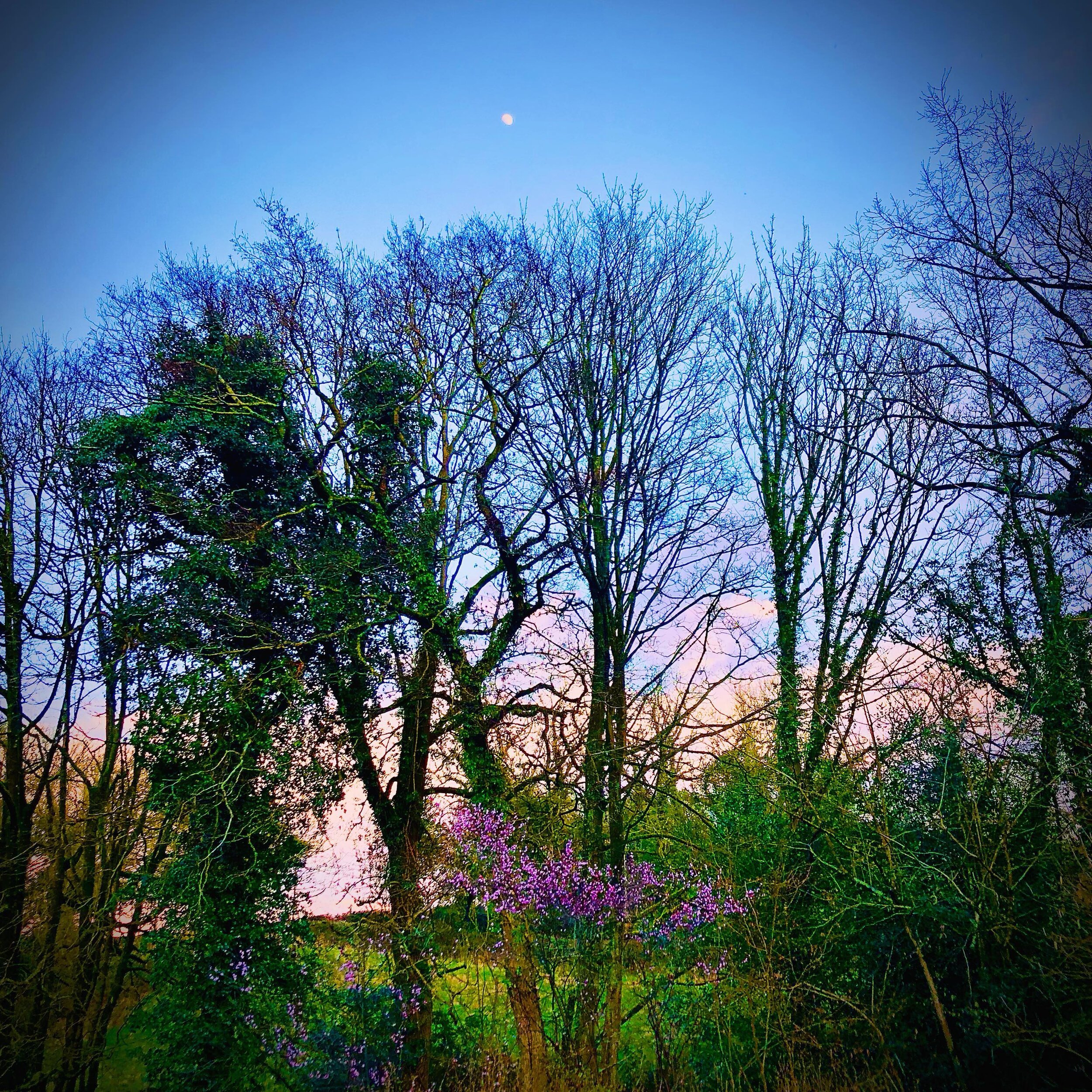 The Eve of my Ostara Retreat - True Colours of the Spring Authentic Ones / 💗💚🙏🌿🌸🌀

#home 
#spring 
#skypink