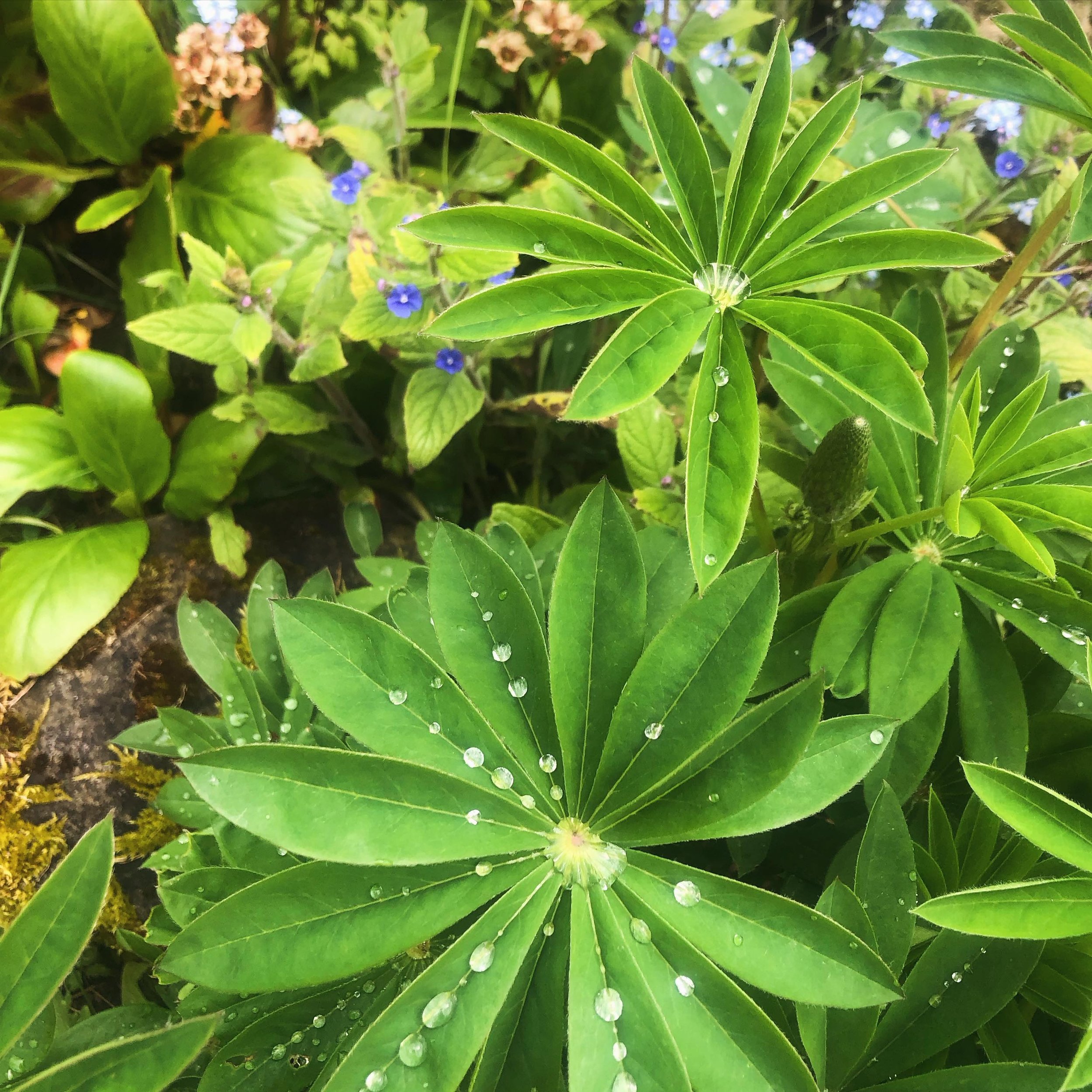 May Day in Goddess Lore is the celestial window  to wash your face in the  potent morning dew said  to be blessed with eternal ethereal beauty as the heat of the sun optimises the flower dew dna with magical beautifying properties 

I wonder if this 