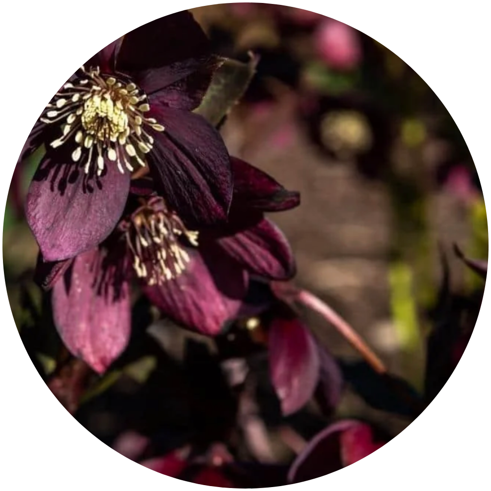 Black Hellebore Flower Essence -Initiator and Shadow Work Guardian