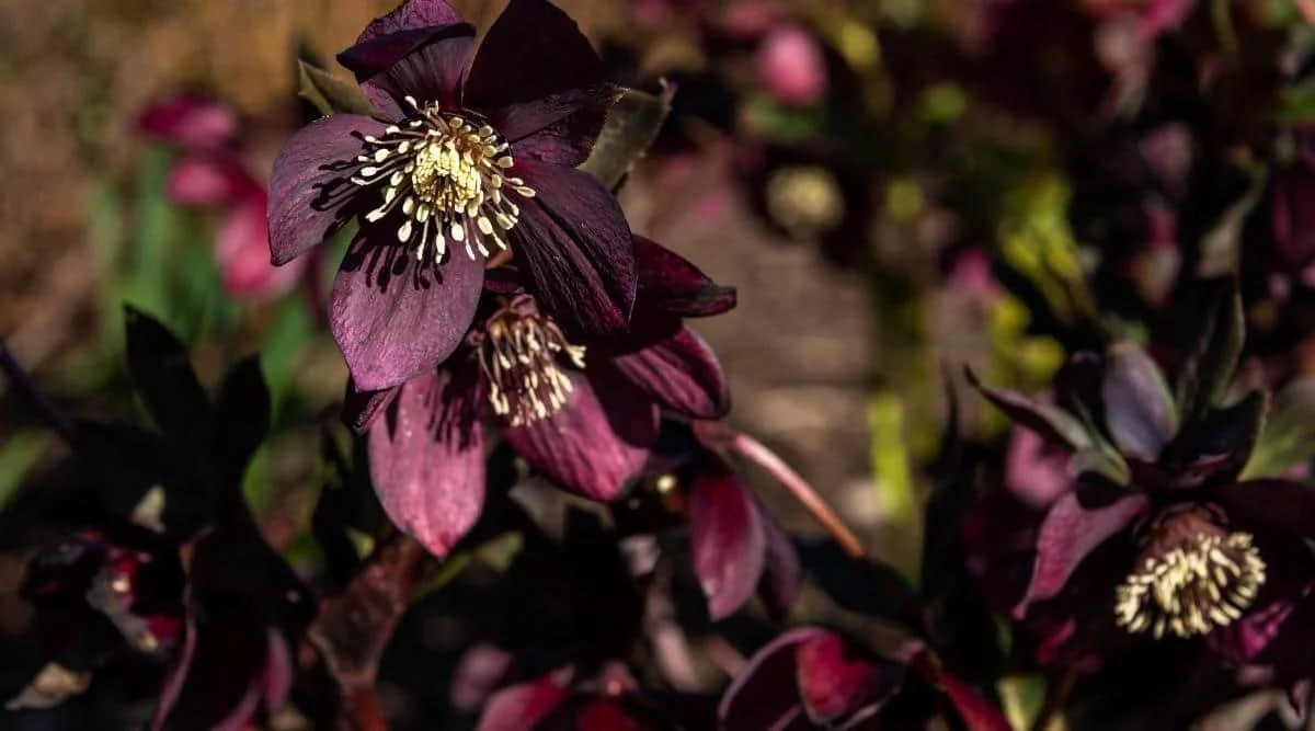 hellebore.jpeg