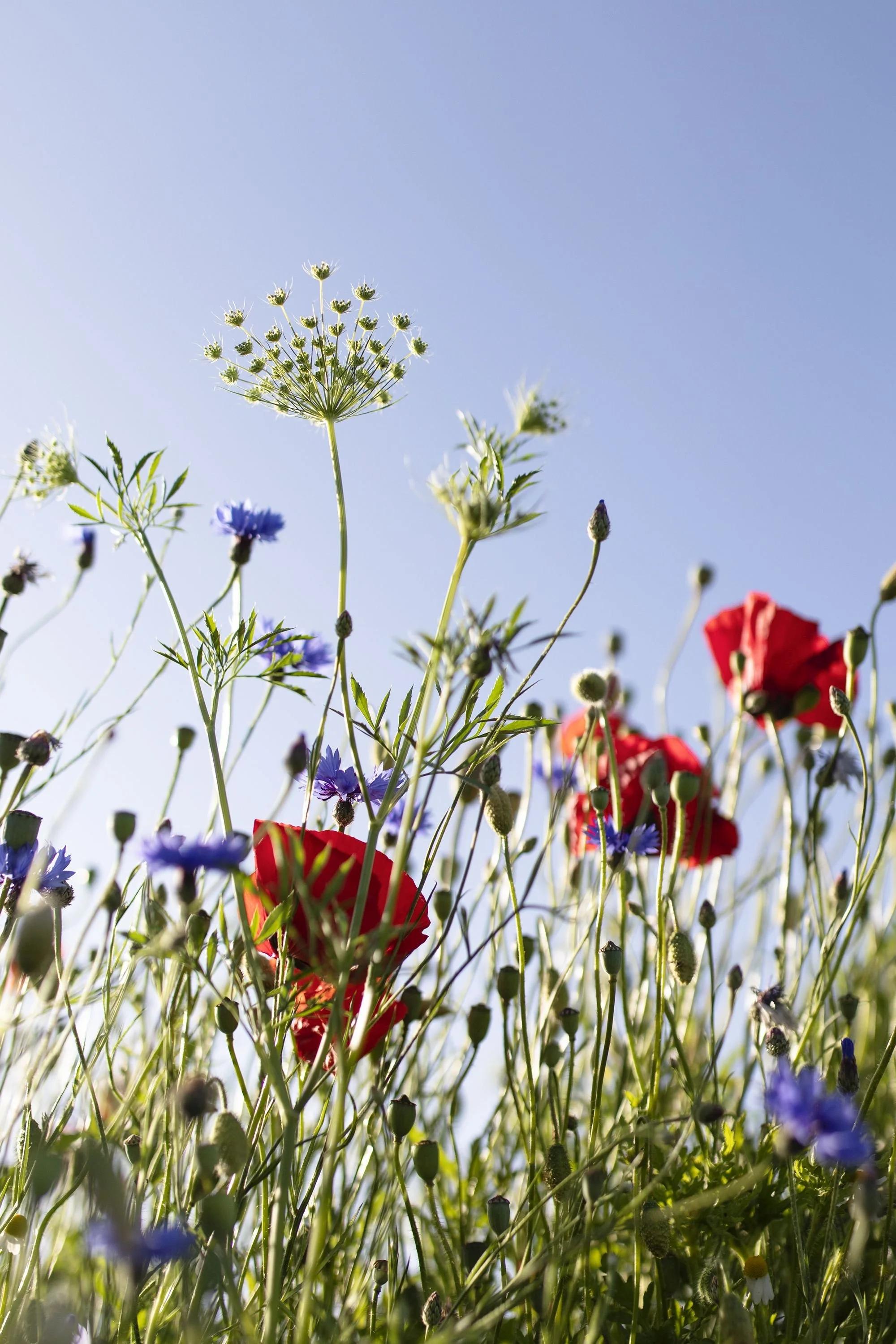 The Way of Beauty Spring Retreat -Avalon Apothecary Gardens Somerset  May 8th