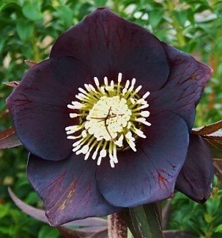 hellebore 2.jpeg