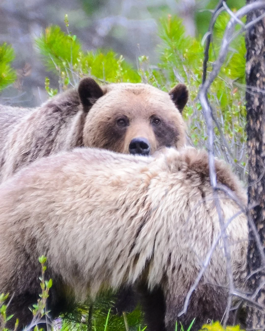 As some of you may know, nature photography is a passion of mine, and I couldn't pass up the opportunity to photograph the diverse wildlife and stunning landscapes of Canada. From grizzlies and black bears to eagles, ducks, otters, and breathtaking s