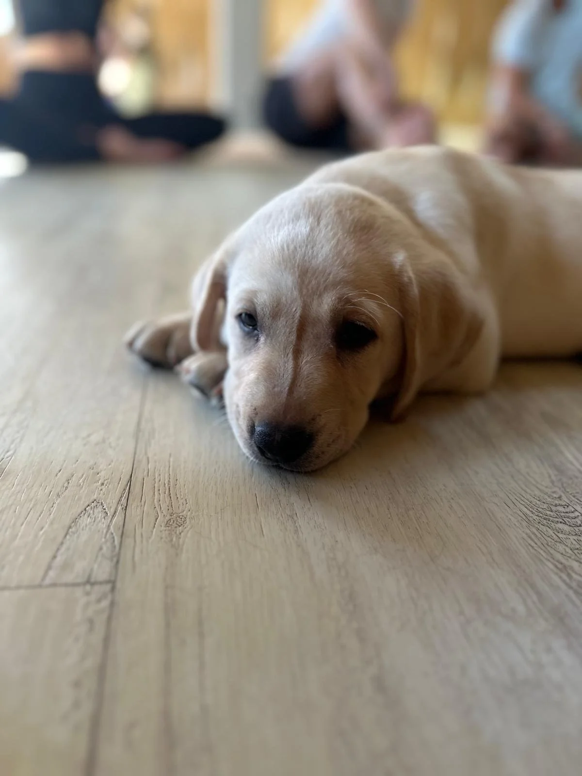 WhatsApp Image 2025-05-16 at 12.46.19 (1).jpeg