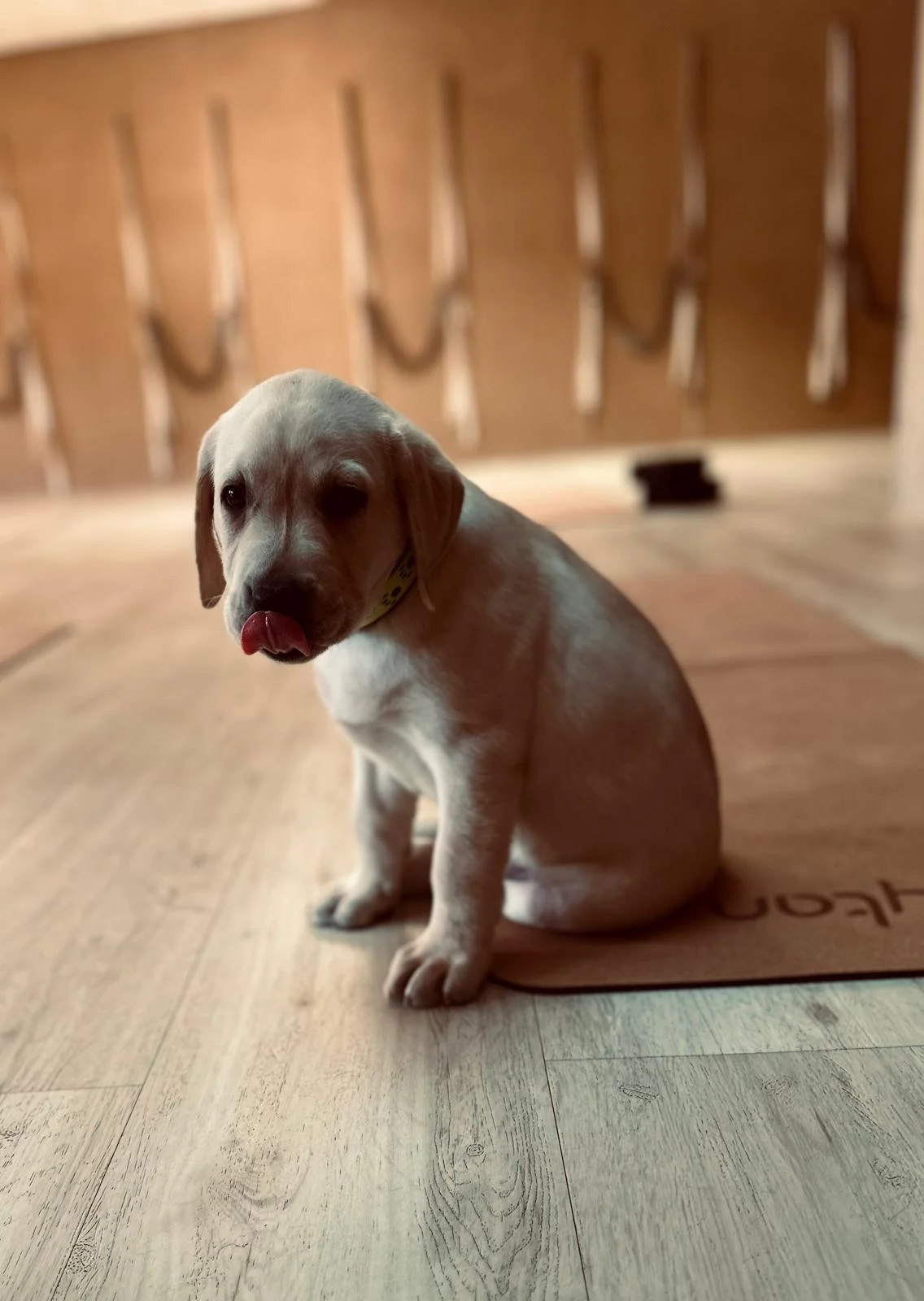 WhatsApp Image 2025-05-16 at 12.46.19 (3).jpeg