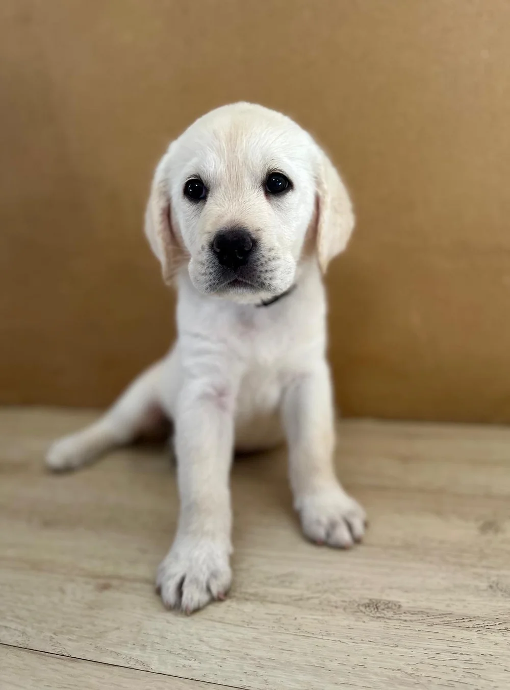 WhatsApp Image 2025-06-01 at 18.18.24.jpeg