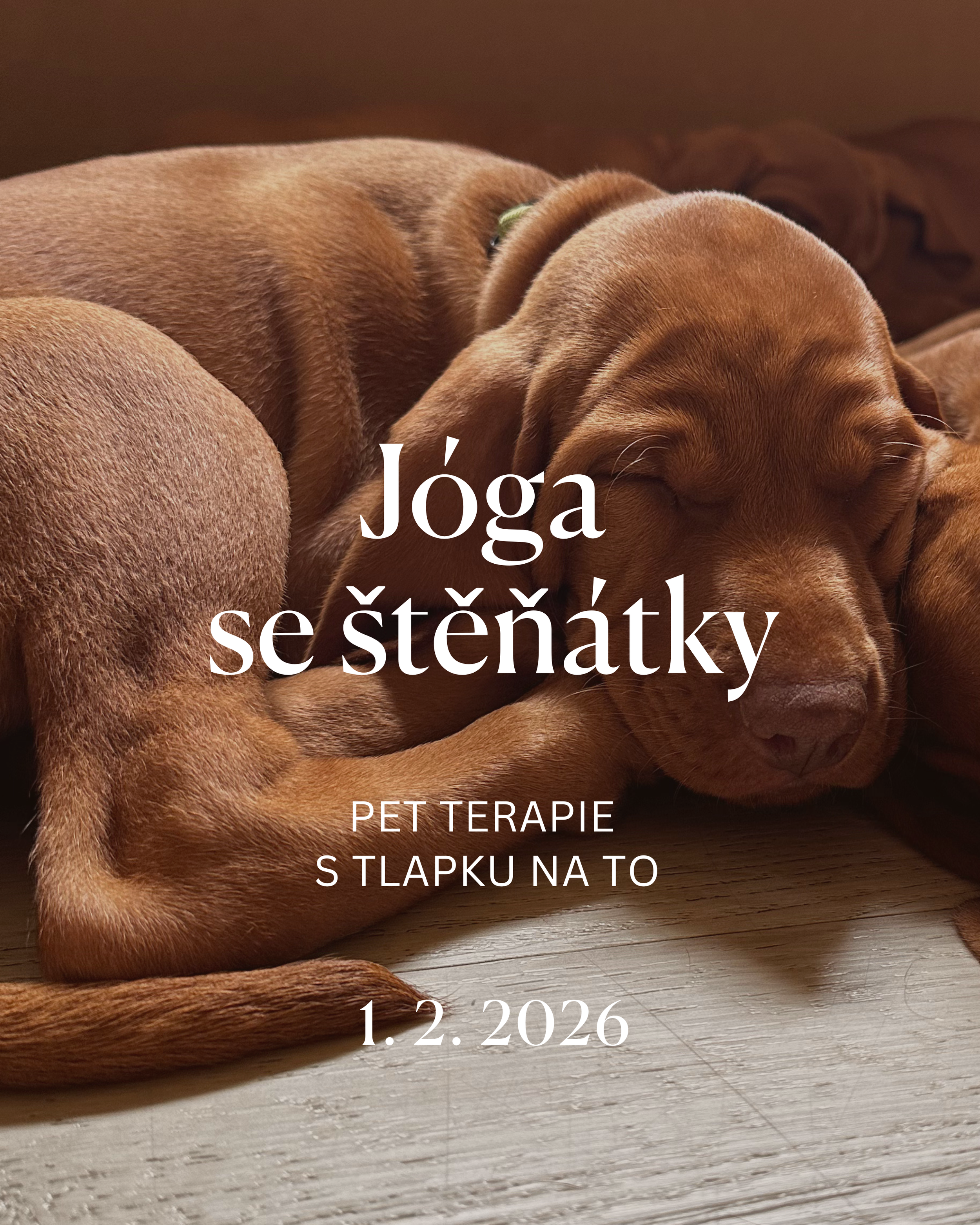 Jóga se štěňátky - pet terapie