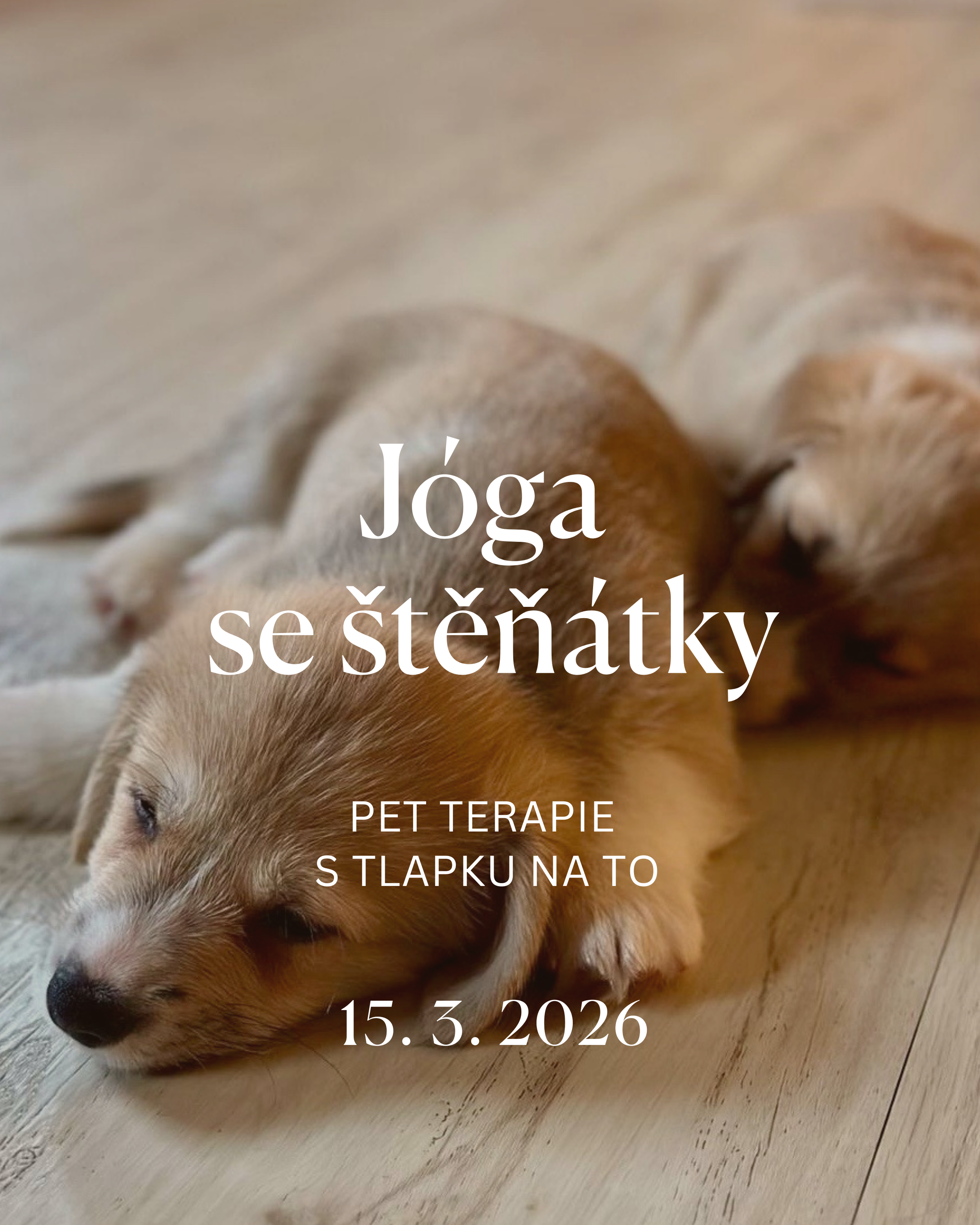 Jóga se štěňátky - pet terapie