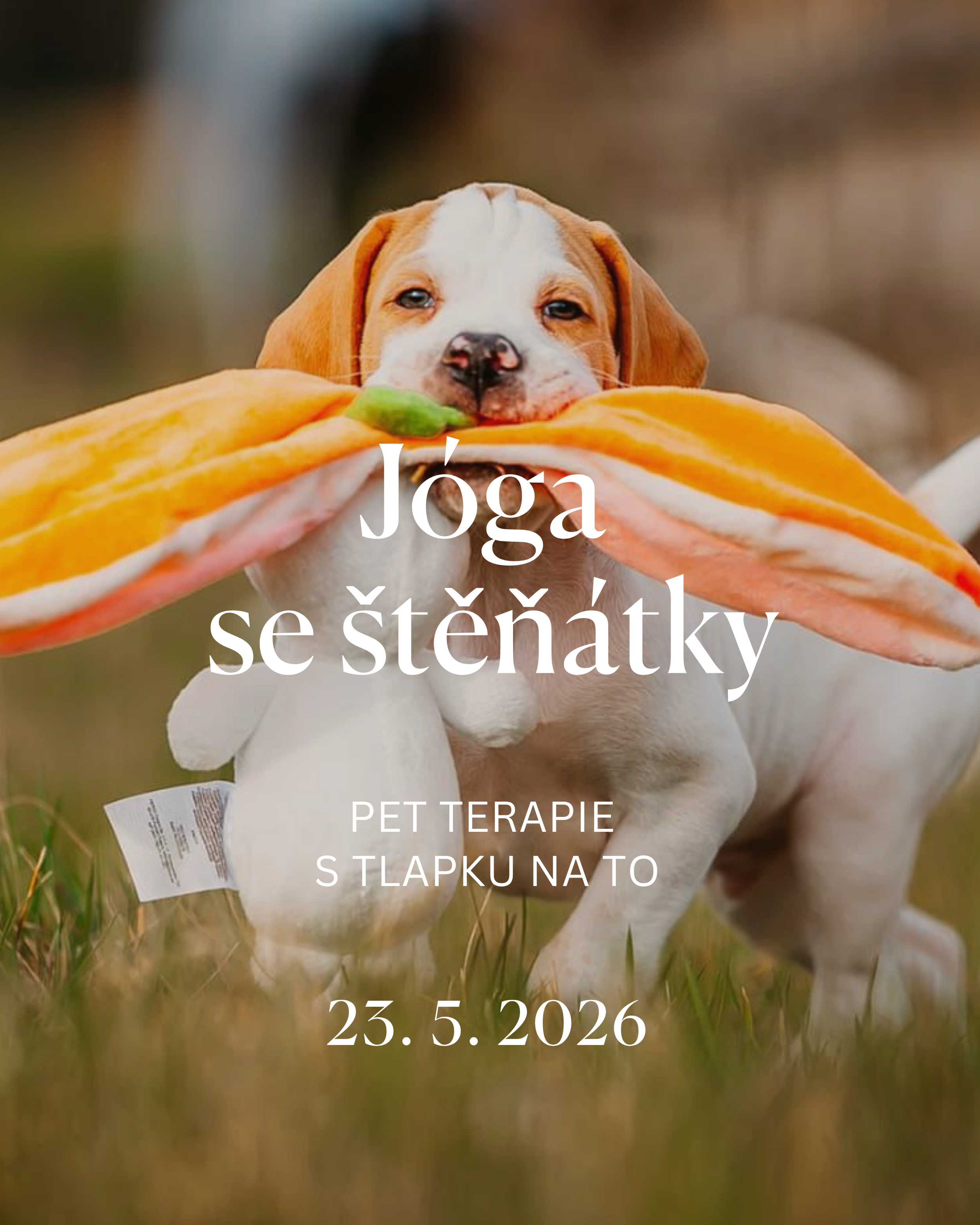 Jóga se štěňátky - pet terapie