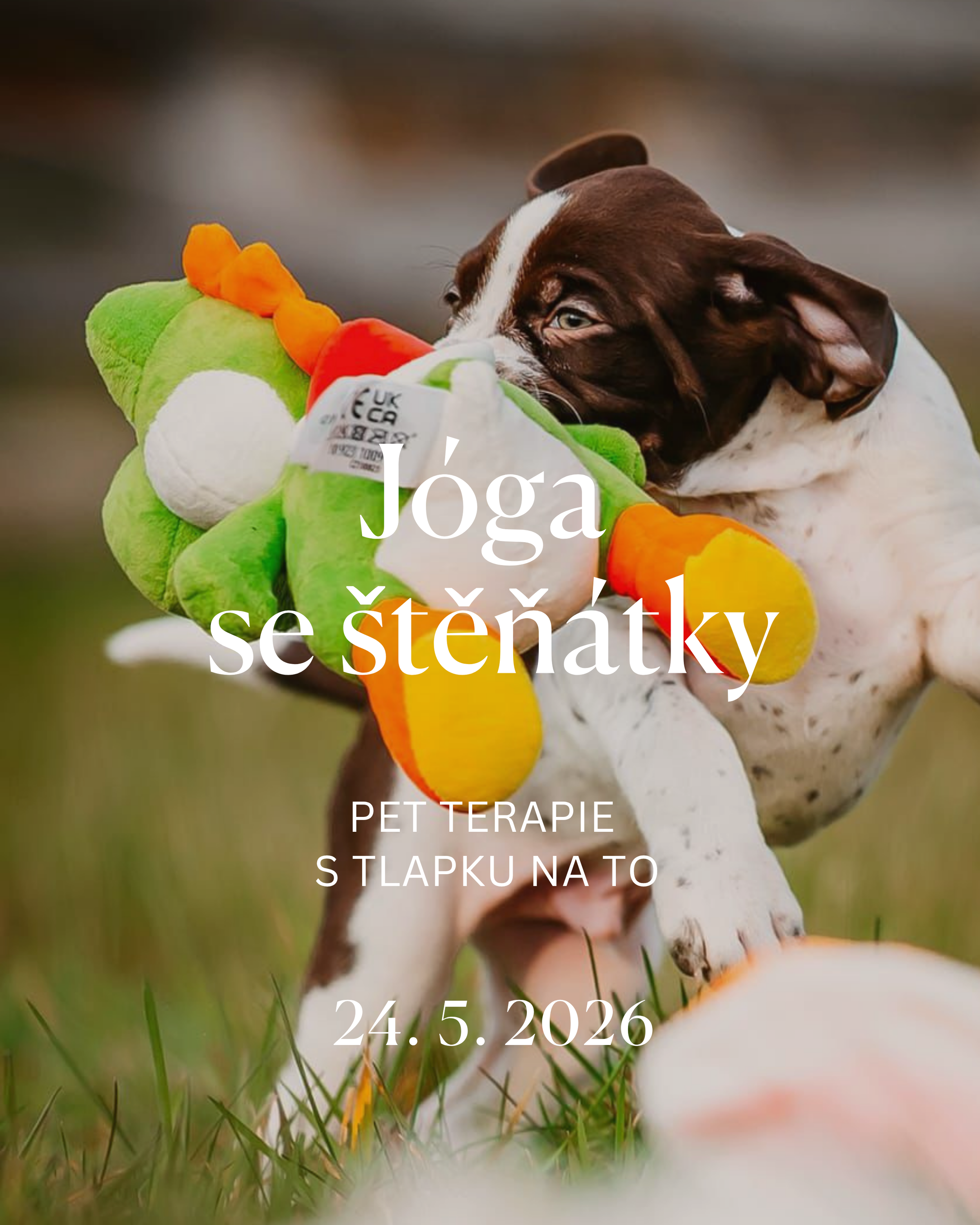 Jóga se štěňátky - pet terapie
