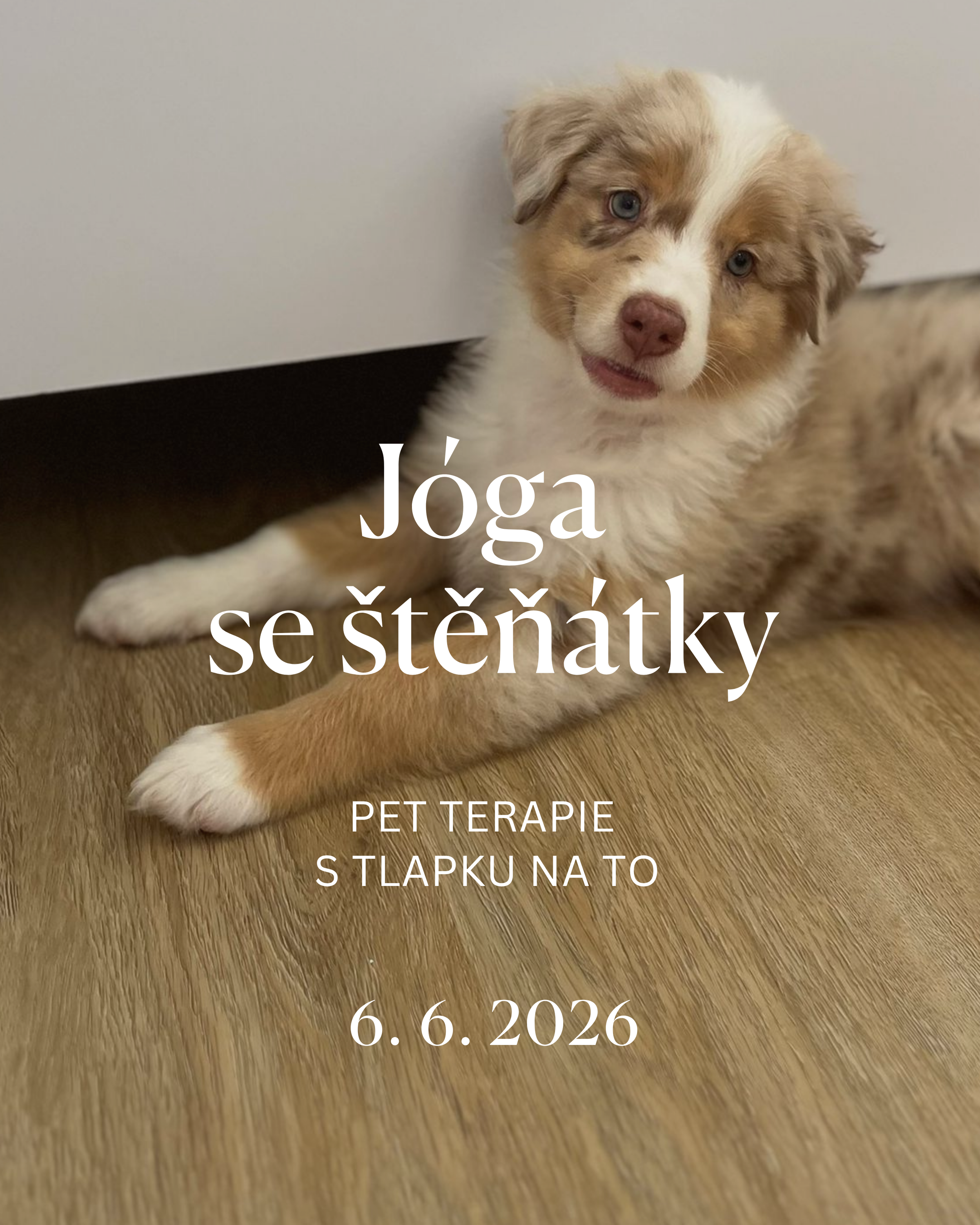 Jóga se štěňátky - pet terapie