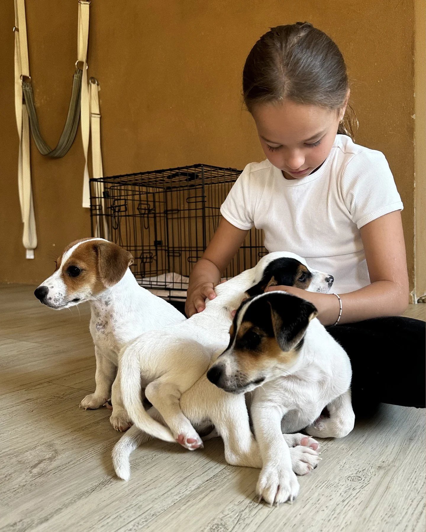 J&oacute;ga se &scaron;těň&aacute;tky už tuto sobotu! 🐶⁠
⁠
M&aacute;te už pl&aacute;ny na v&iacute;kend? Pokud ne, m&aacute;me pro v&aacute;s dokonal&yacute; pl&aacute;n na sobotn&iacute; dopoledne! Na na&scaron;ich lekc&iacute;ch j&oacute;gy se &sc