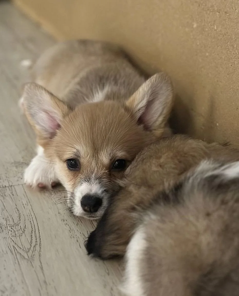 Hl&aacute;s&iacute;me posledn&iacute; m&iacute;sta! 🐶⁠
⁠
Hled&aacute;te dokonal&yacute; způsob, jak zahnat stres, dob&iacute;t energii a zaž&iacute;t extra d&aacute;vku roztomilosti? Spojte př&iacute;jemn&eacute; s užitečn&yacute;m a dorazte na lekc