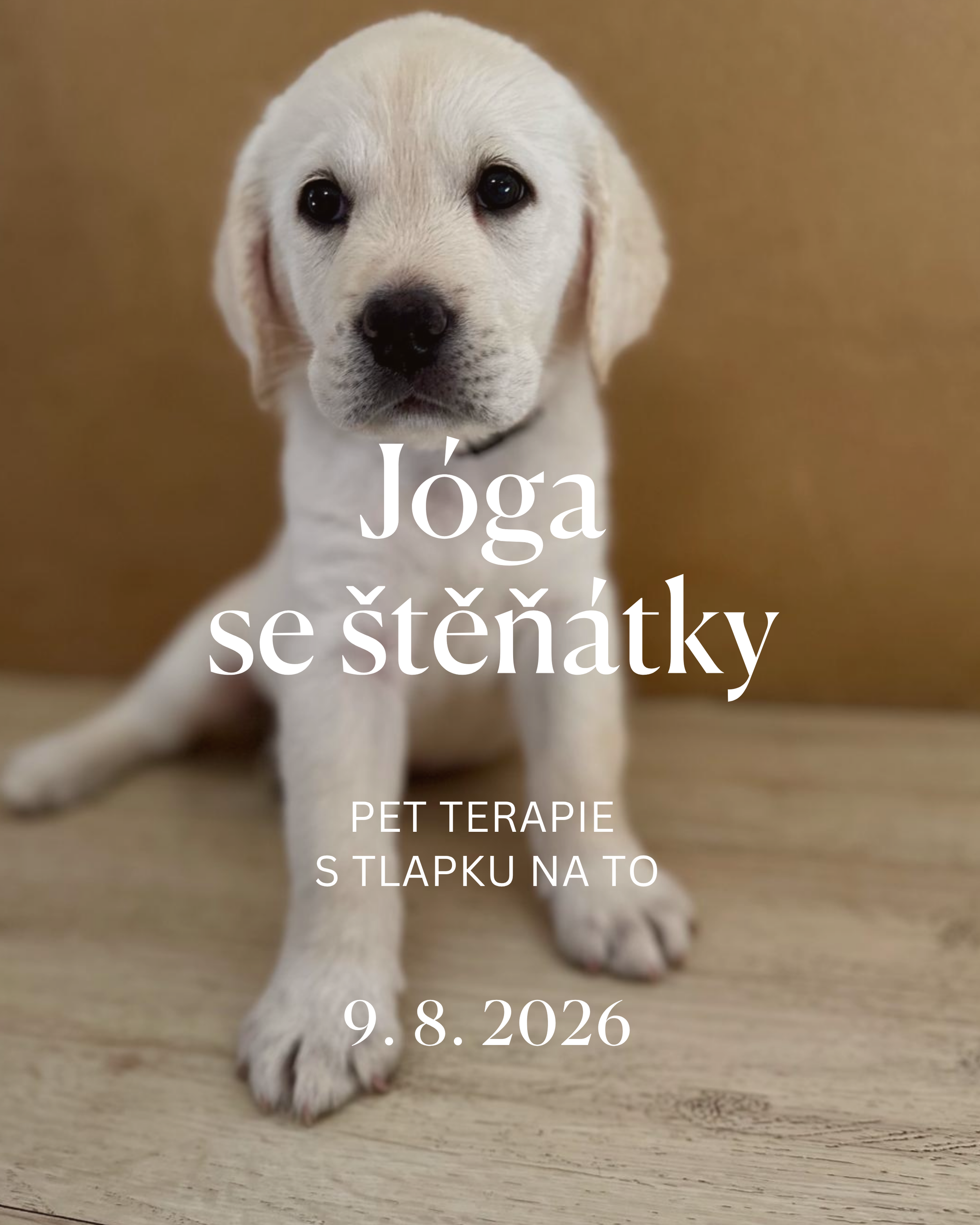 Jóga se štěňátky - pet terapie