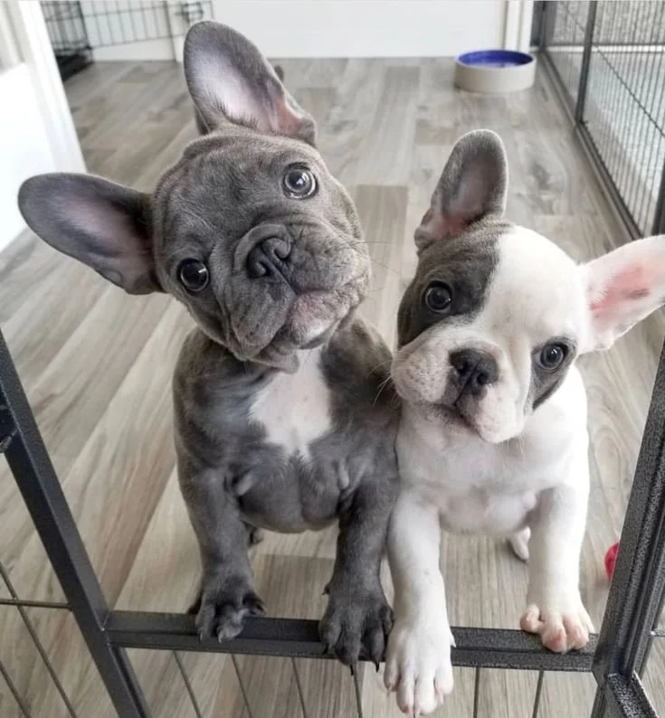 Už tento v&iacute;kend! 🐾 

Připom&iacute;n&aacute;me, že už tento v&iacute;kend proběhne ve studiu Satyam lekce pln&aacute; pohody a roztomil&yacute;ch francouzsk&yacute;ch buldočků 🧘&zwj;♀️. 
Dopřejte si dokonalou pet terapii a odch&aacute;zejte 